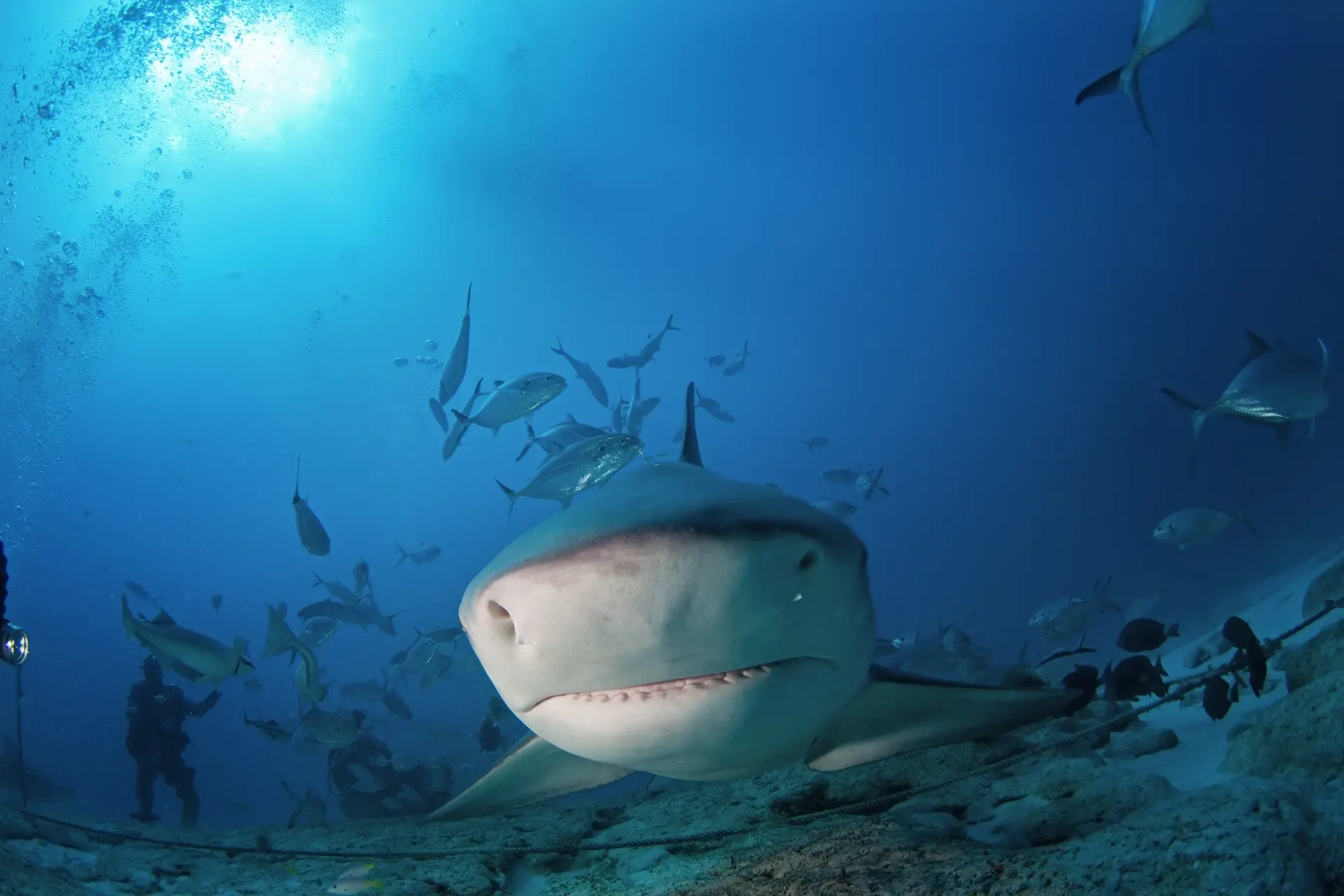 Bull shark in Mexico