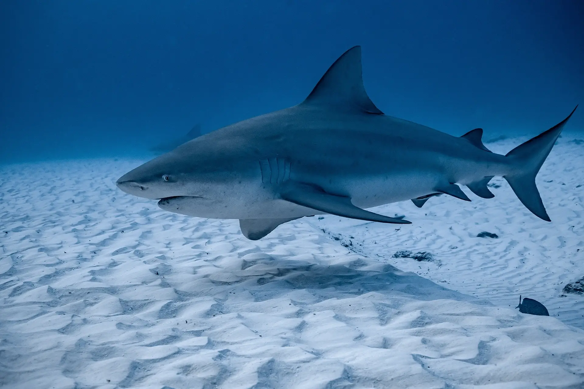 Bull shark in Mexico