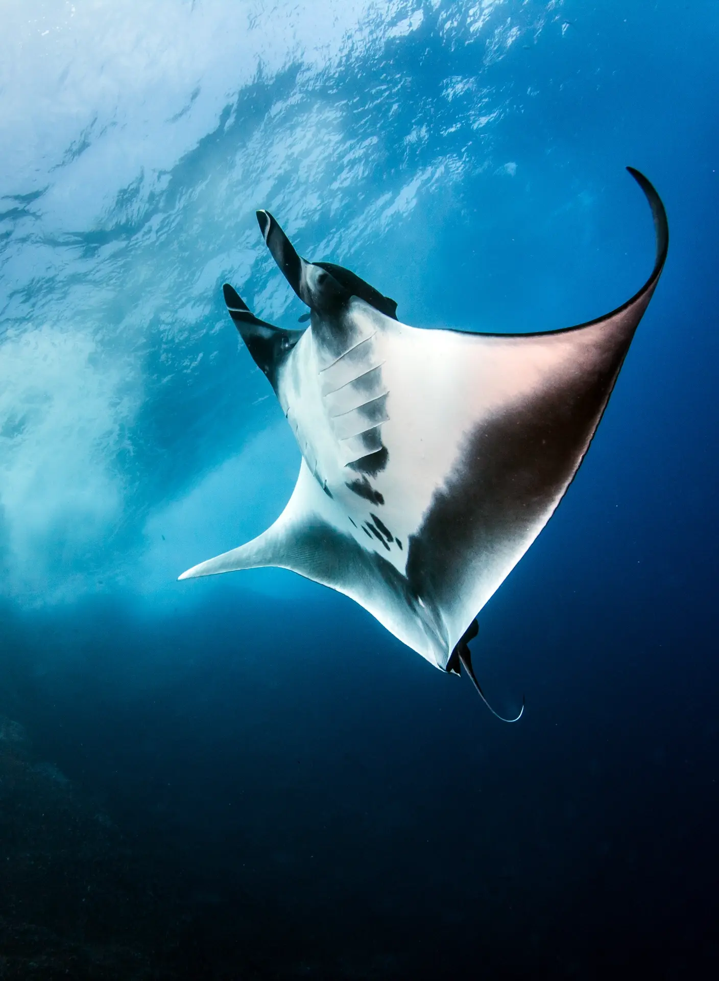 Manta ray in Socorro Island, Mexico