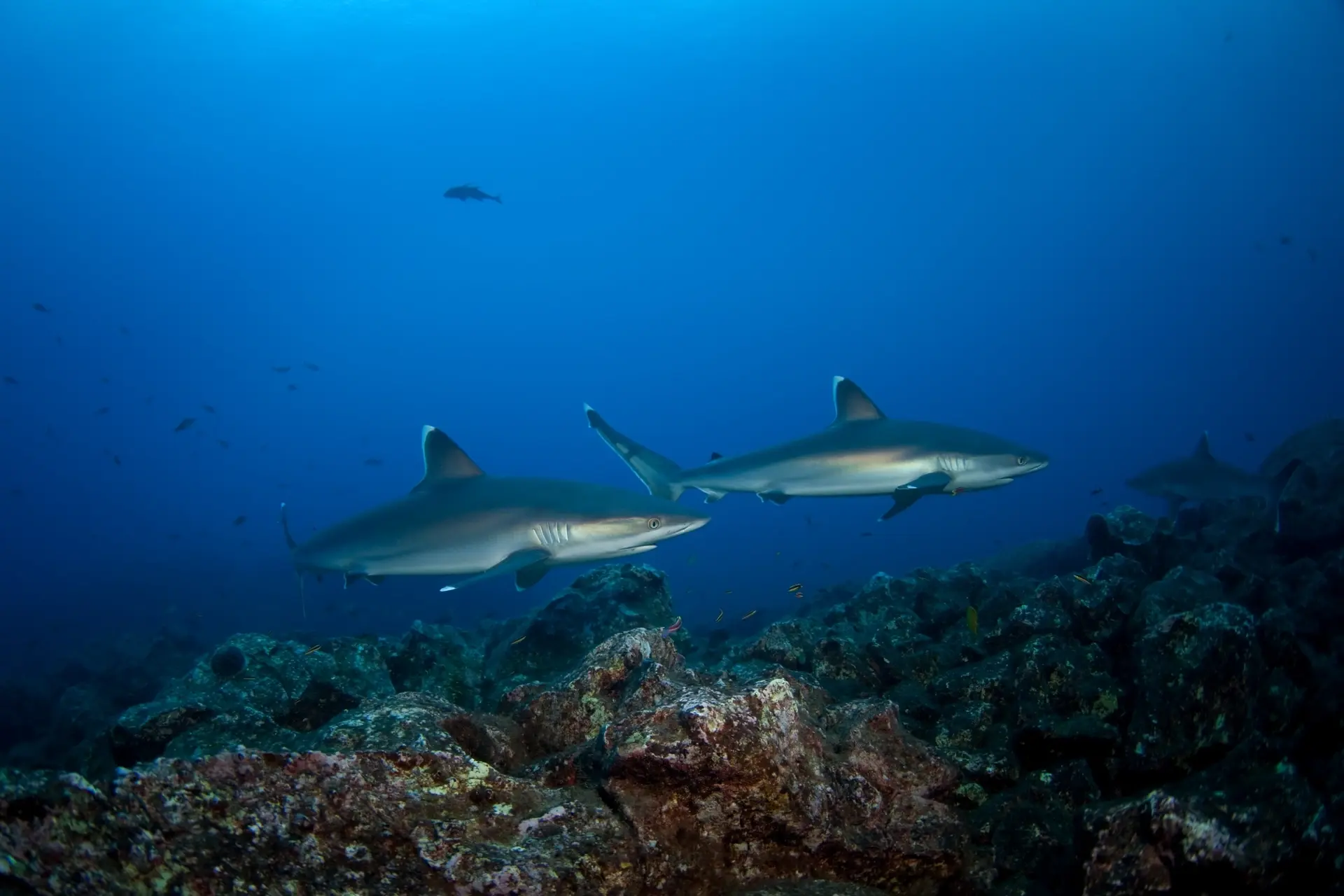 Silvertip sharks in Socorro Island, Mexico