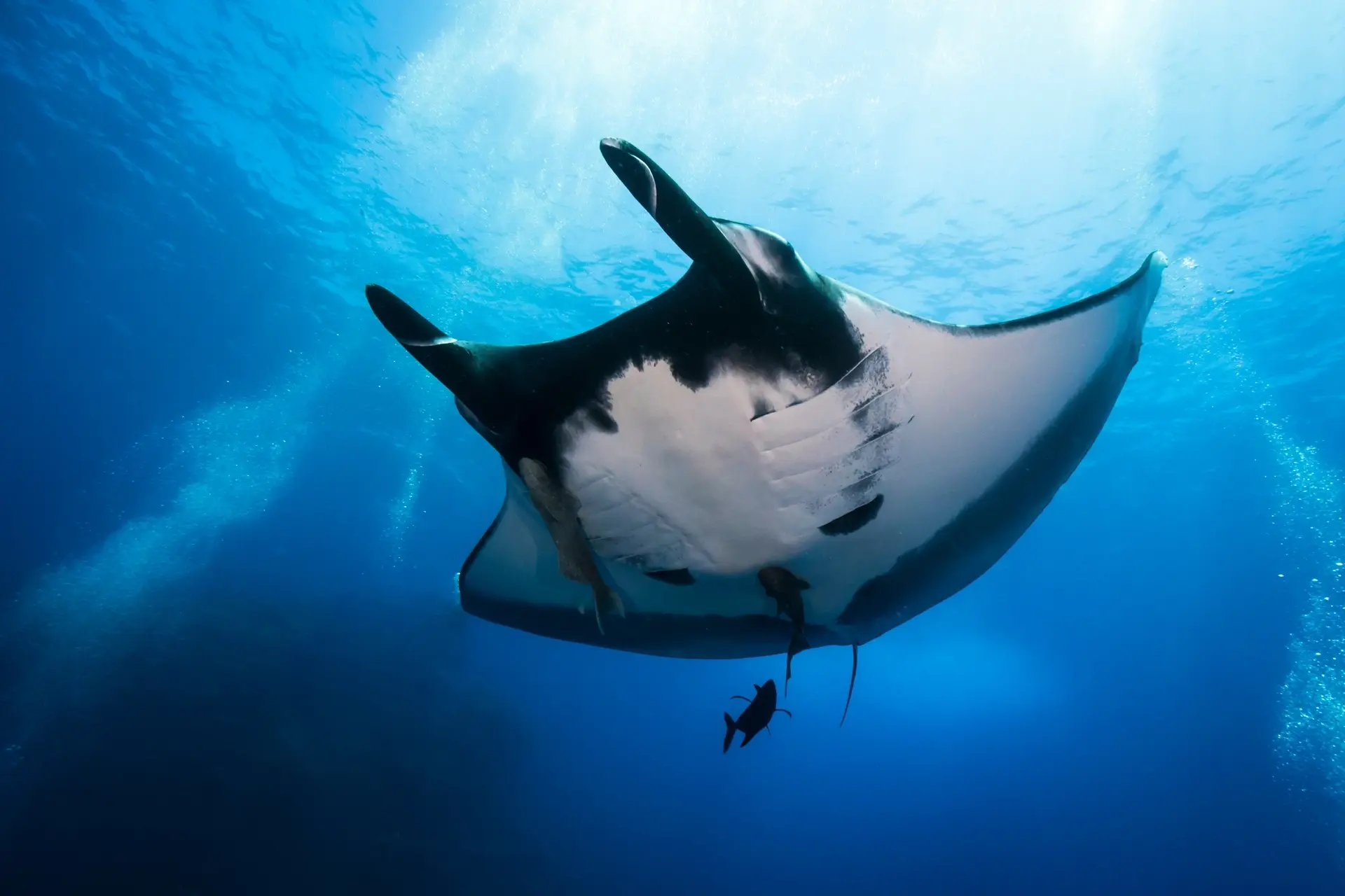 Manta ray in Socorro, Mexico