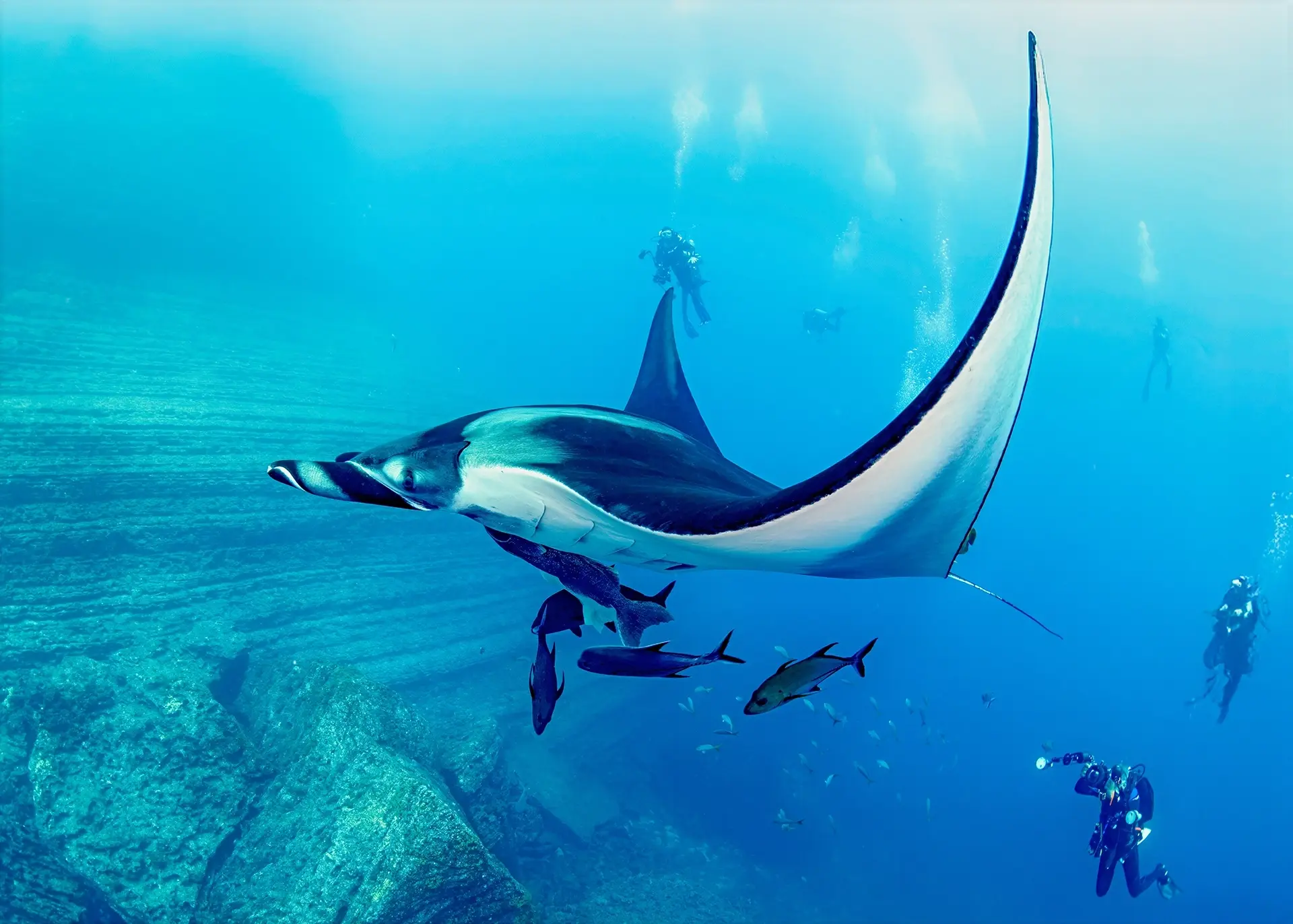 Manta ray & divers in Socorro Island, Mexico
