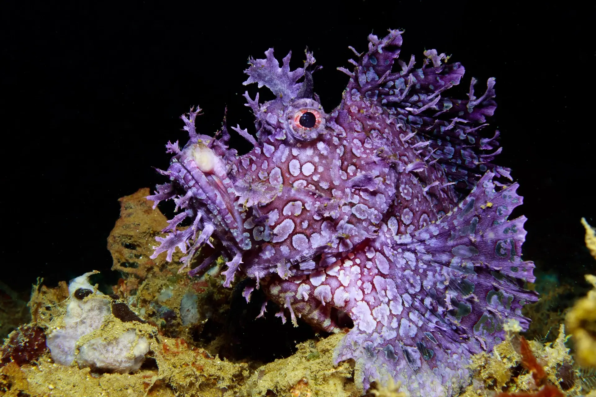 Weedy scorpionfish in Ambon, Indonesia