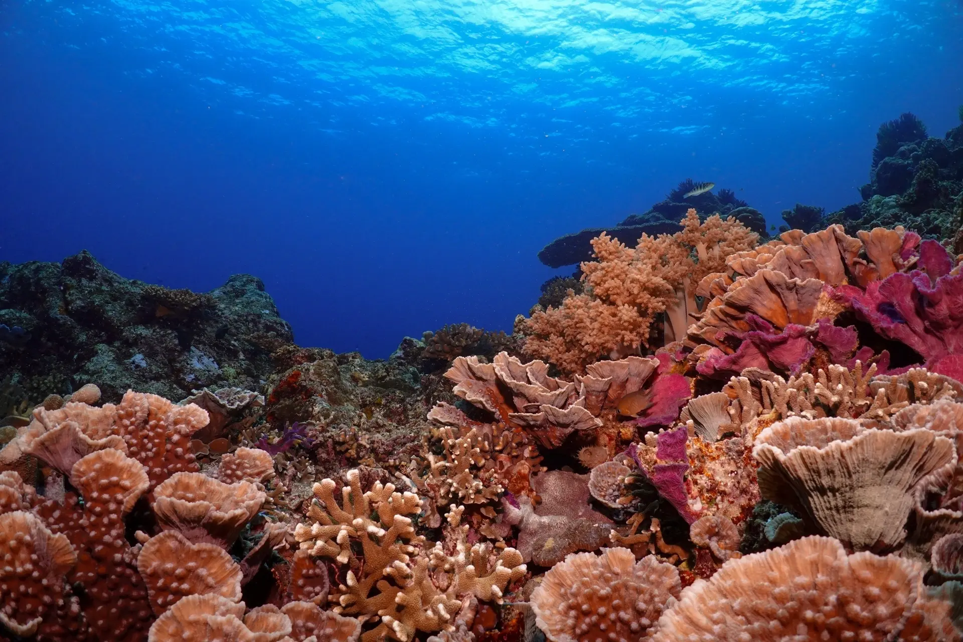 Coral reef in Banda Neira, Indonesia