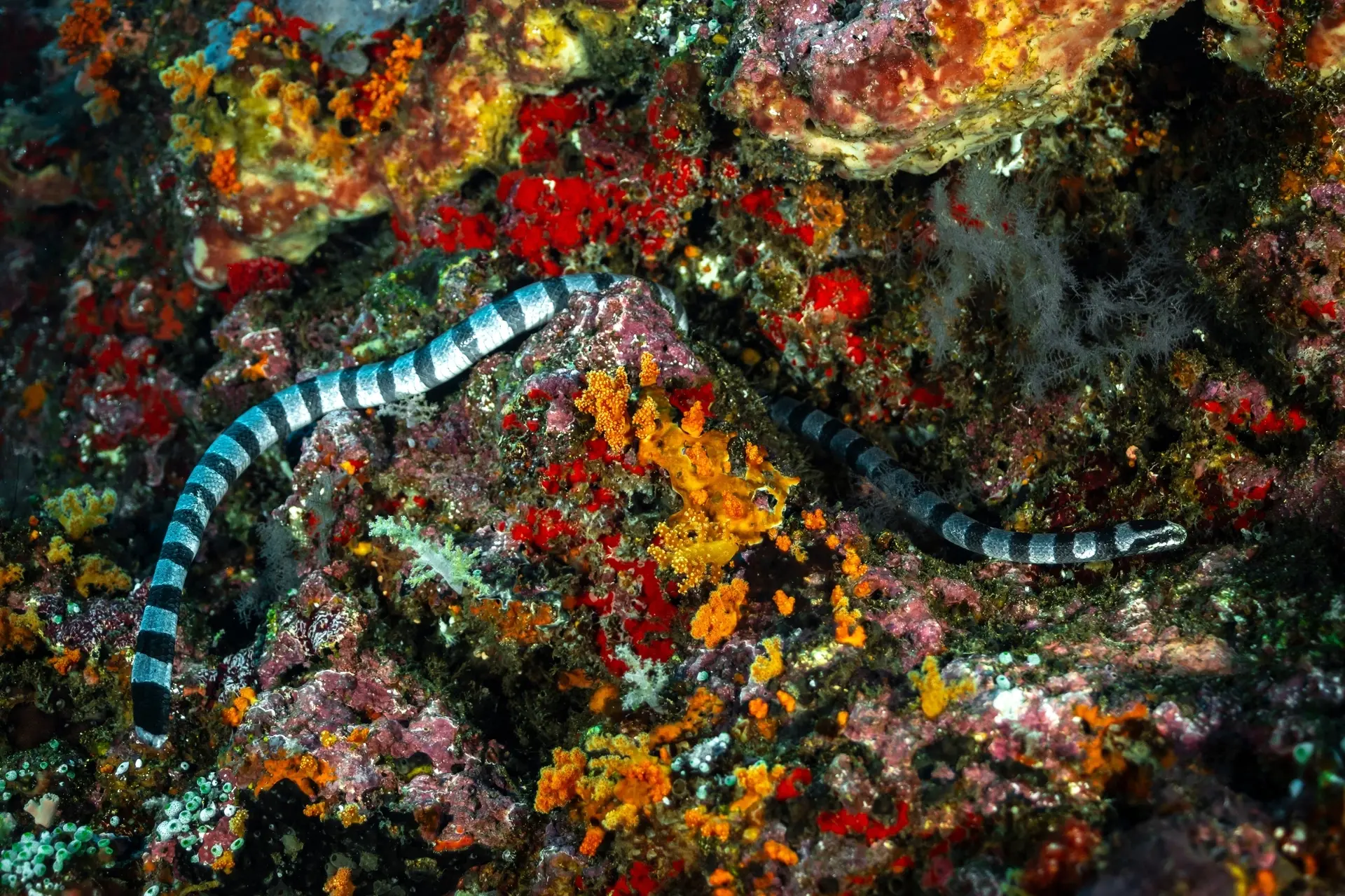 Banded sea snake in the Banda Sea, Indonesia