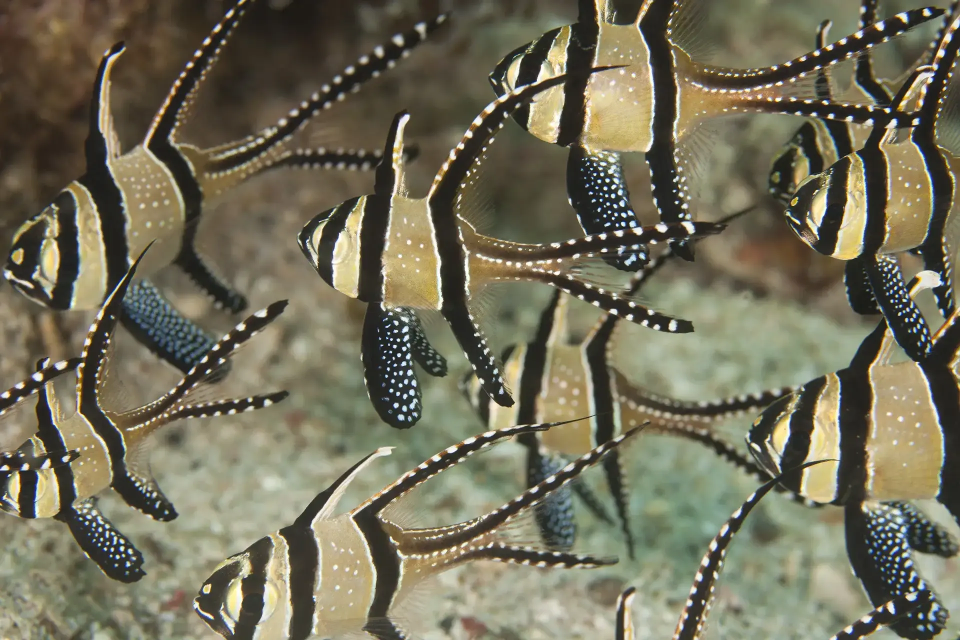 Banggai cardinalfish in Indonesia