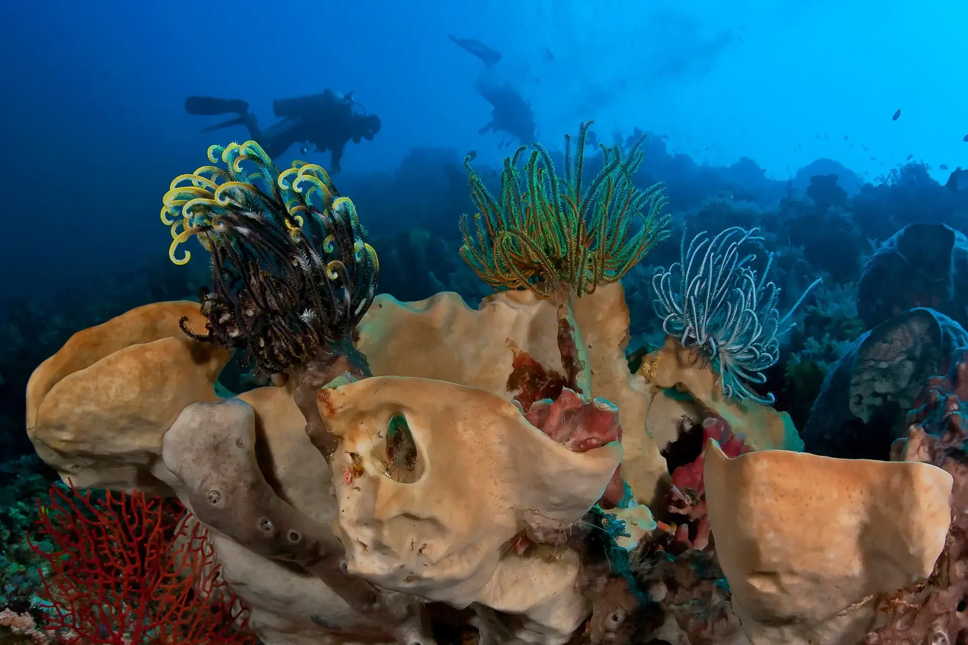 Colourful crinoids barrel sponges, Bunaken National Marine Park, Indonesia