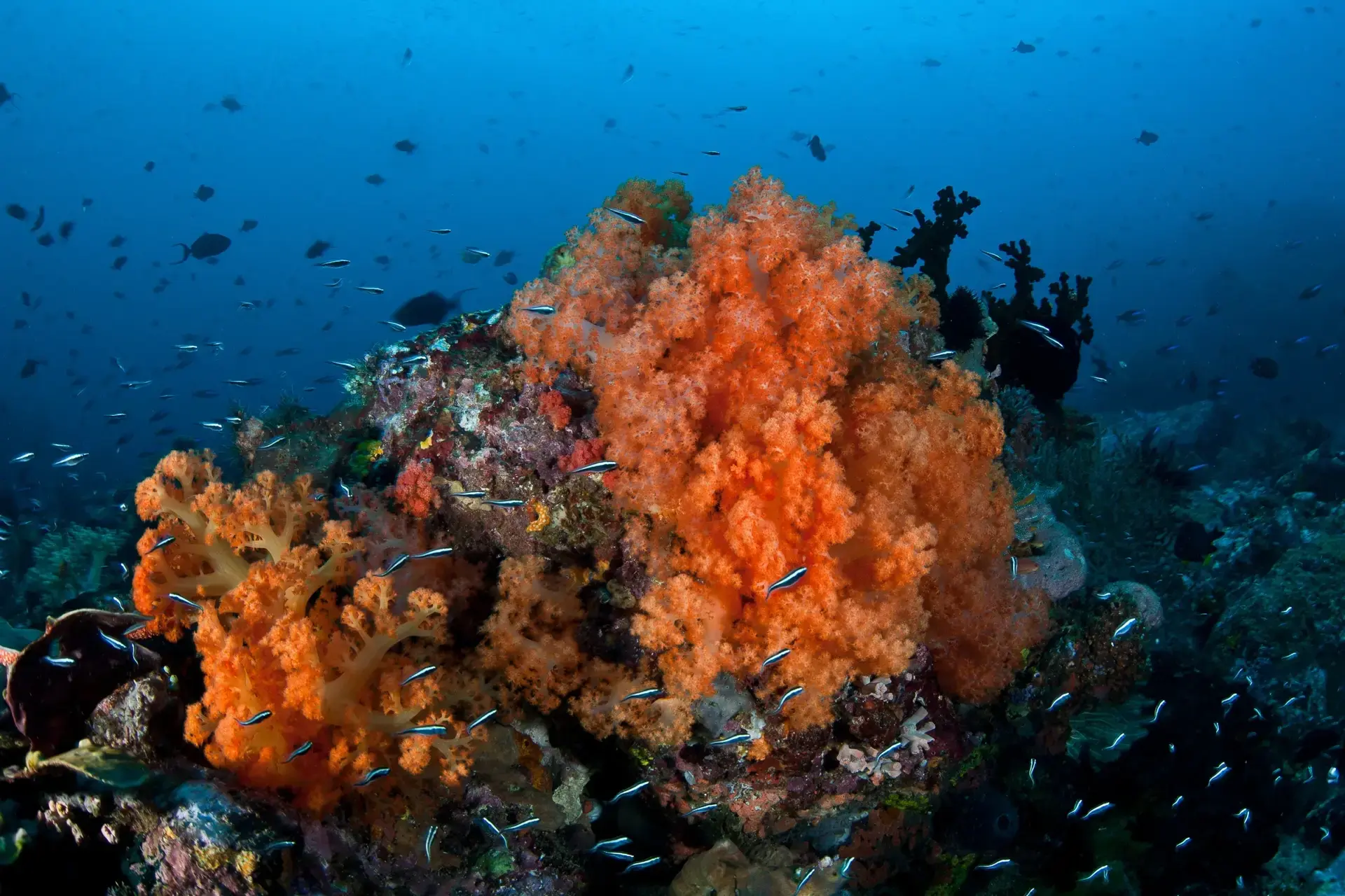 Underwater coral, Bunaken National Marine Park, Indonesia