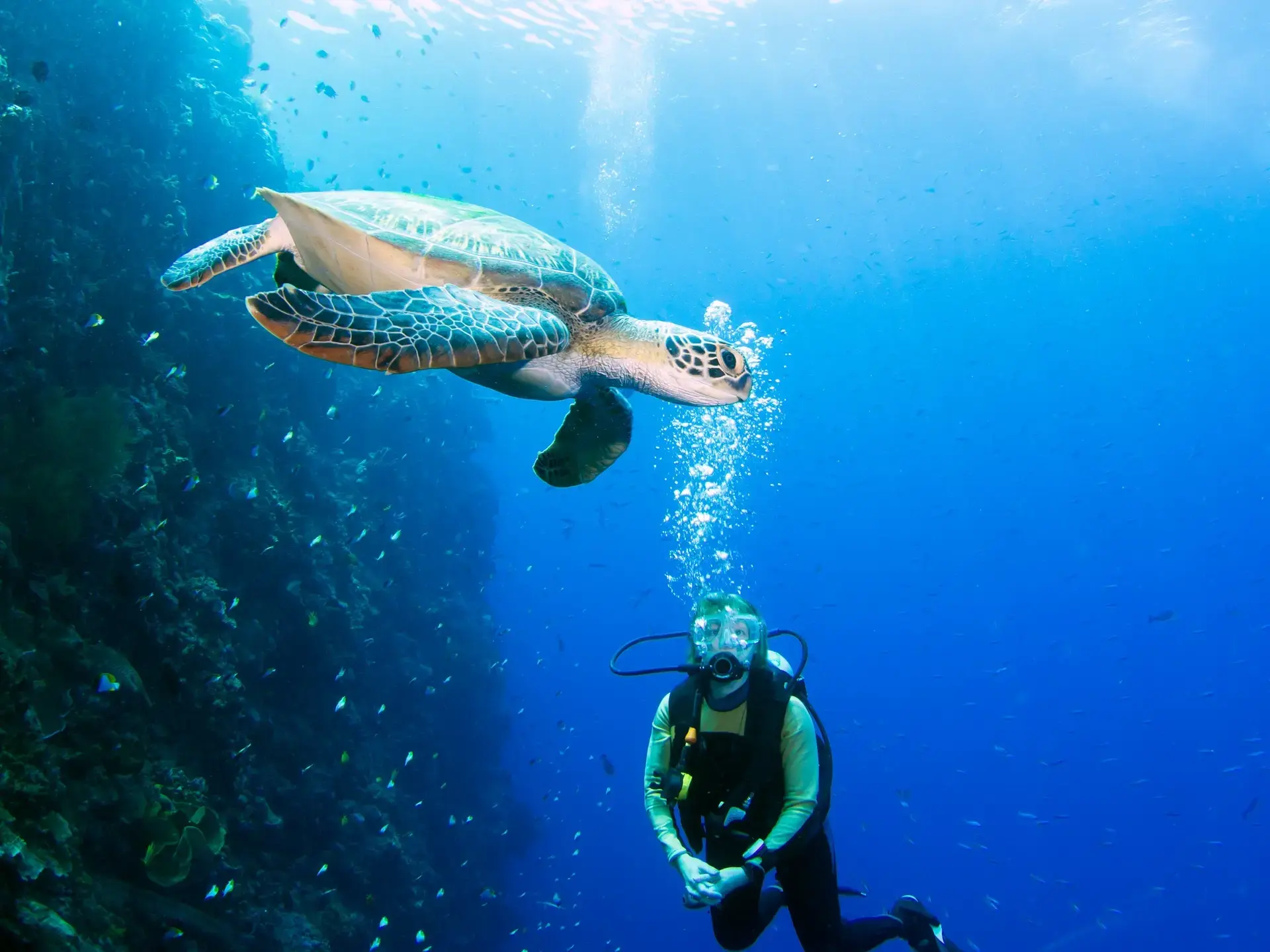 Turtle and diver, Bunaken National Marine Park, Indonesia