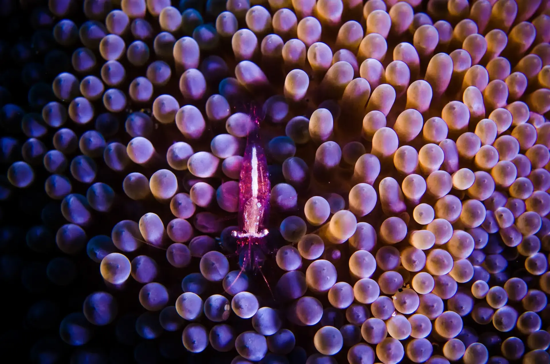 Shrimp in anemone, Bunaken National Marine Park, Indonesia