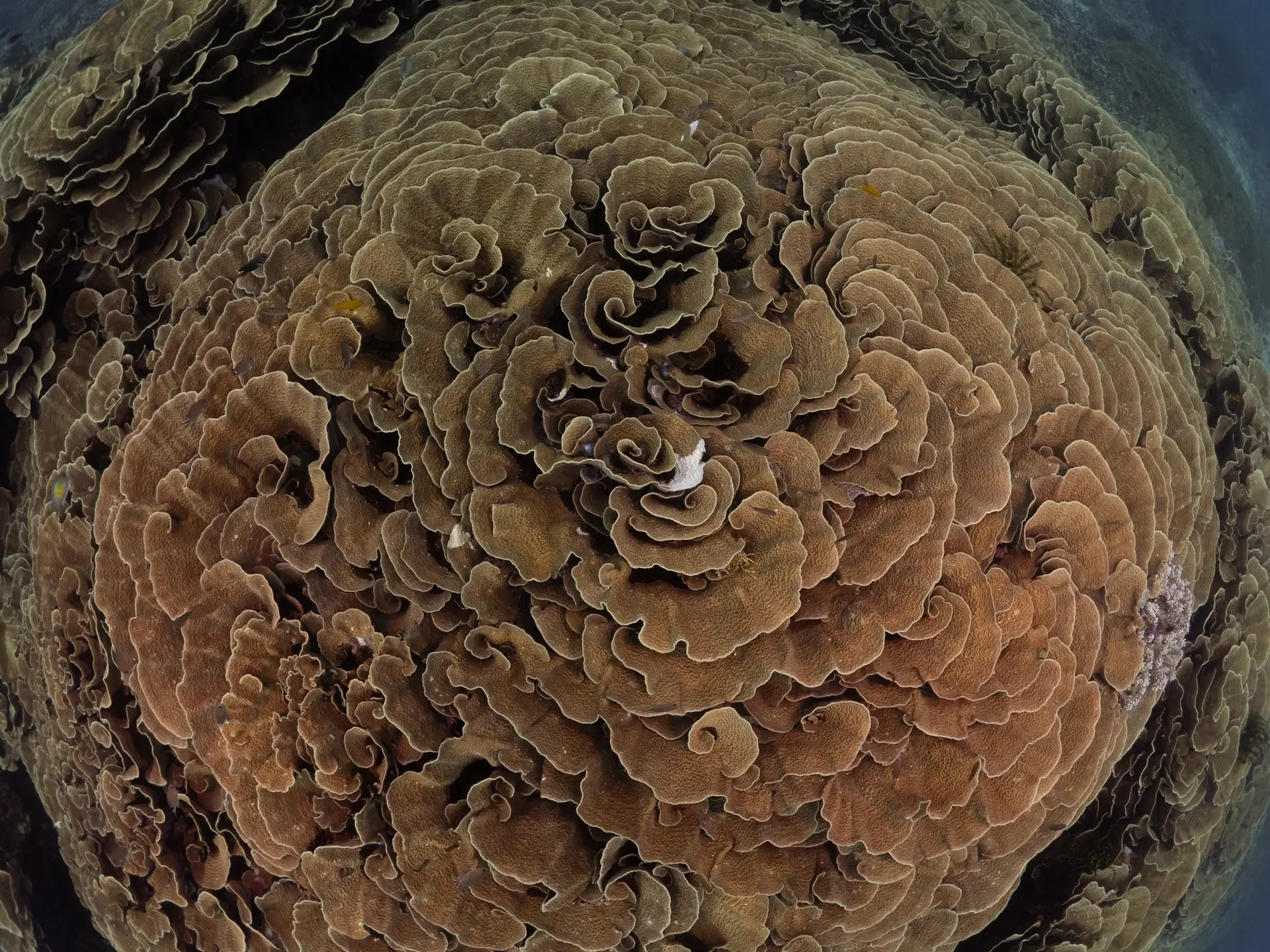 Cabbage patch coral at the pillbox wreck in Cenderawasih Bay, Indonesia