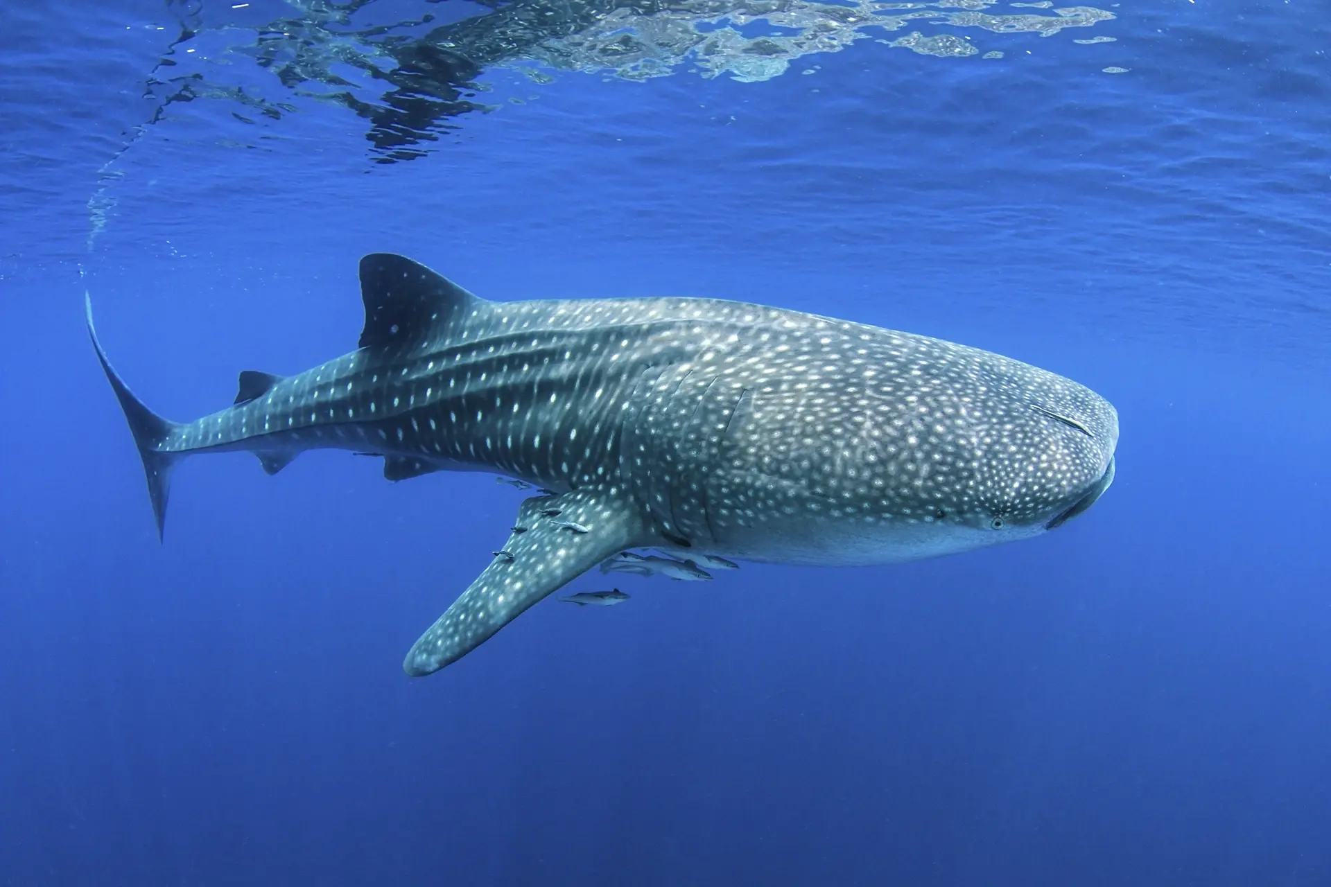 Whale shark in Cenderawasih Bay, Indonesia