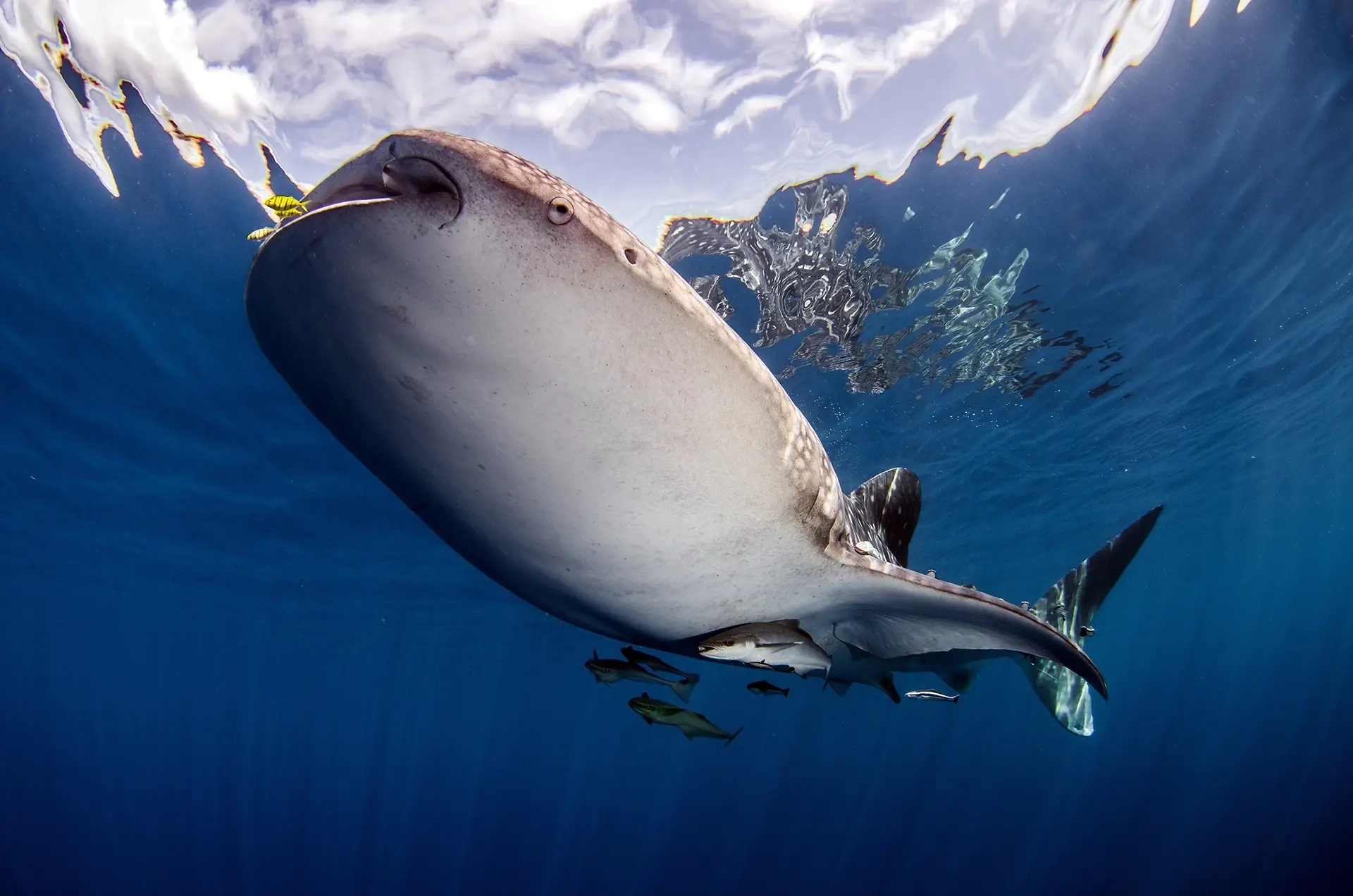 Whale shark in Cenderawasih Bay, Indonesia