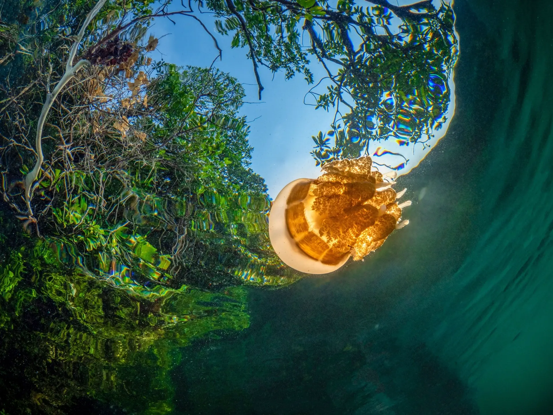 Kakaban jellyfish in the Derawan Islands, Indonesia