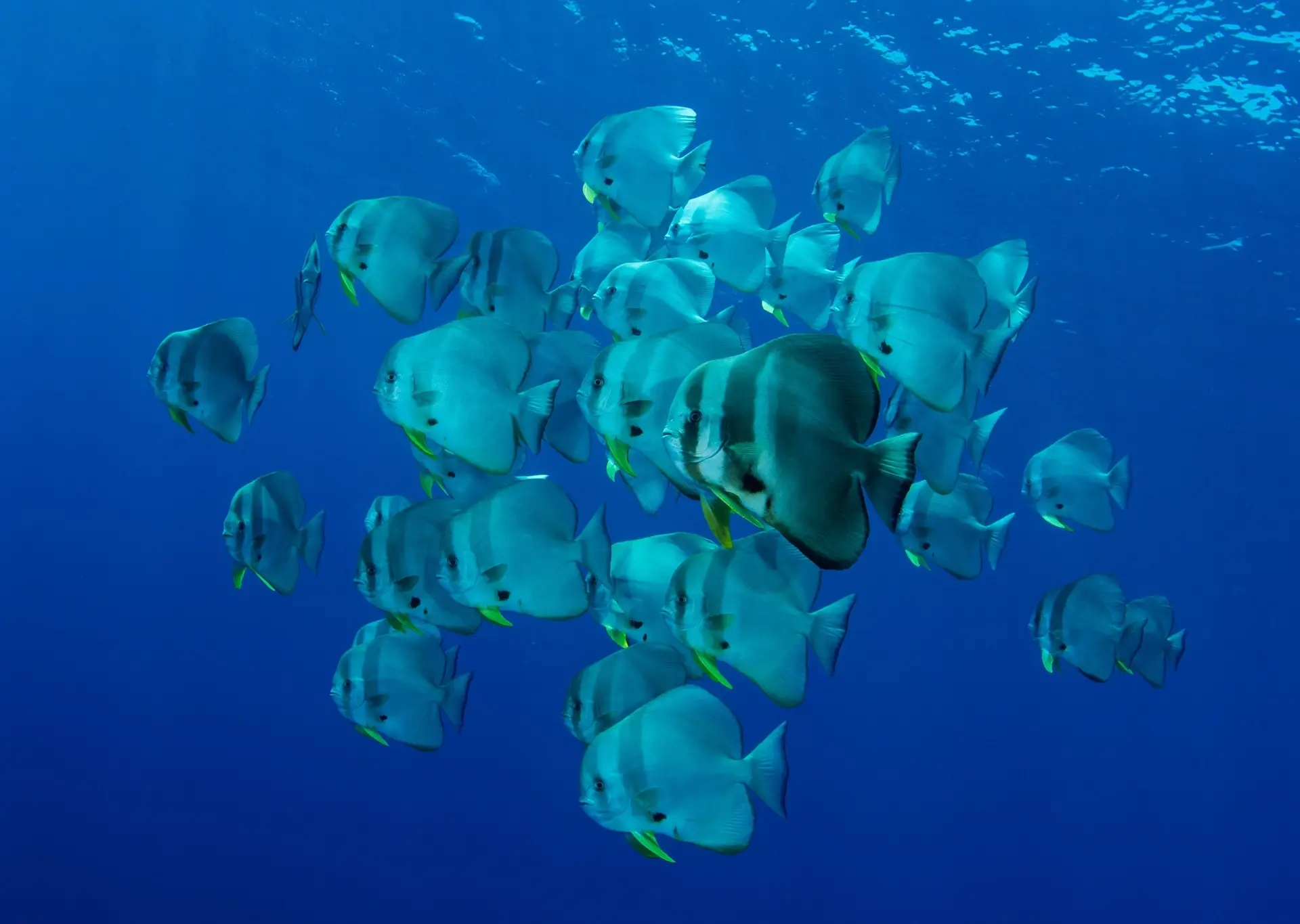 Batfish in Maratua, Derawan Islands, Indonesia