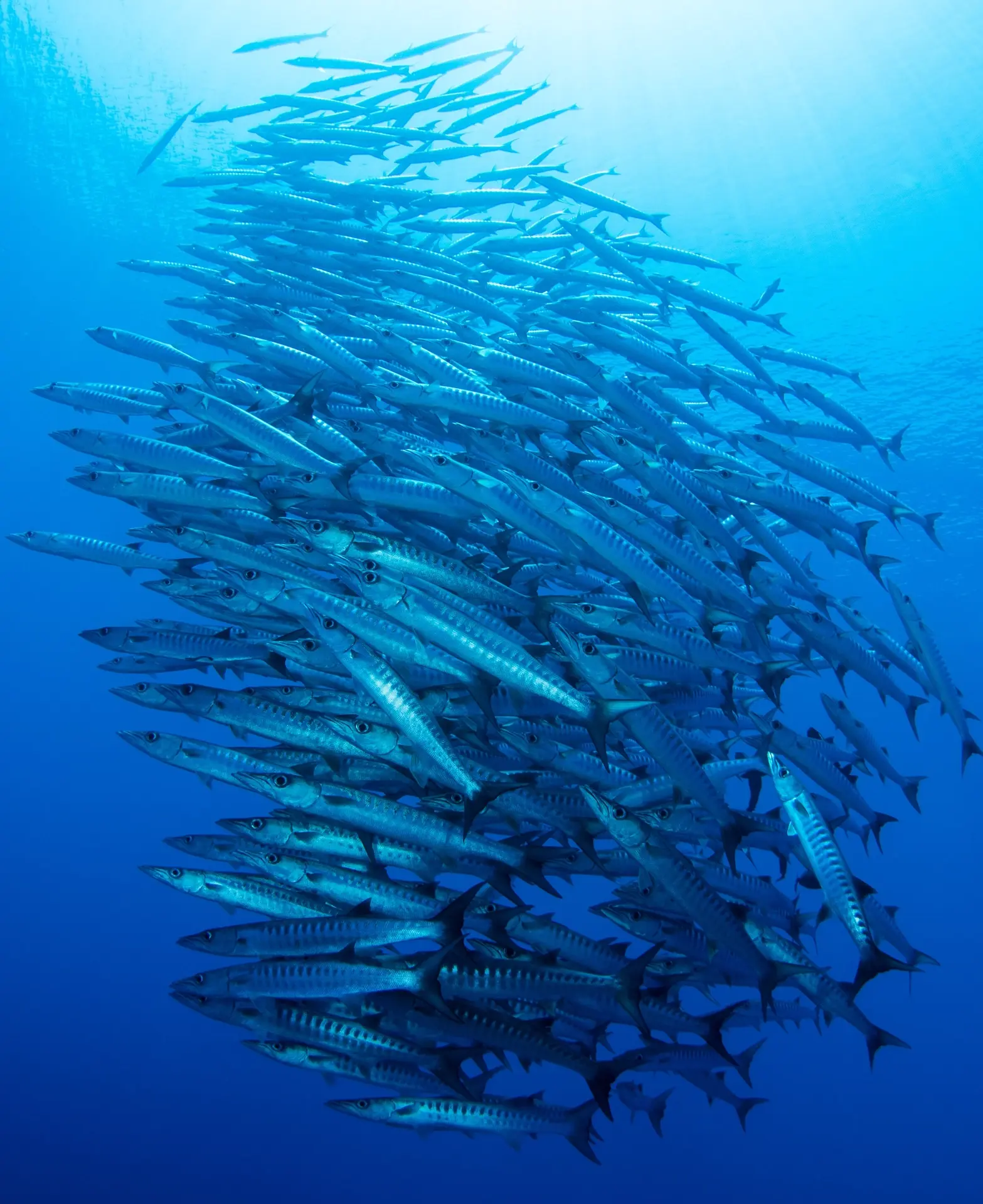 Chevroned barracuda in Maratua, Derawan Islands, Indonesia