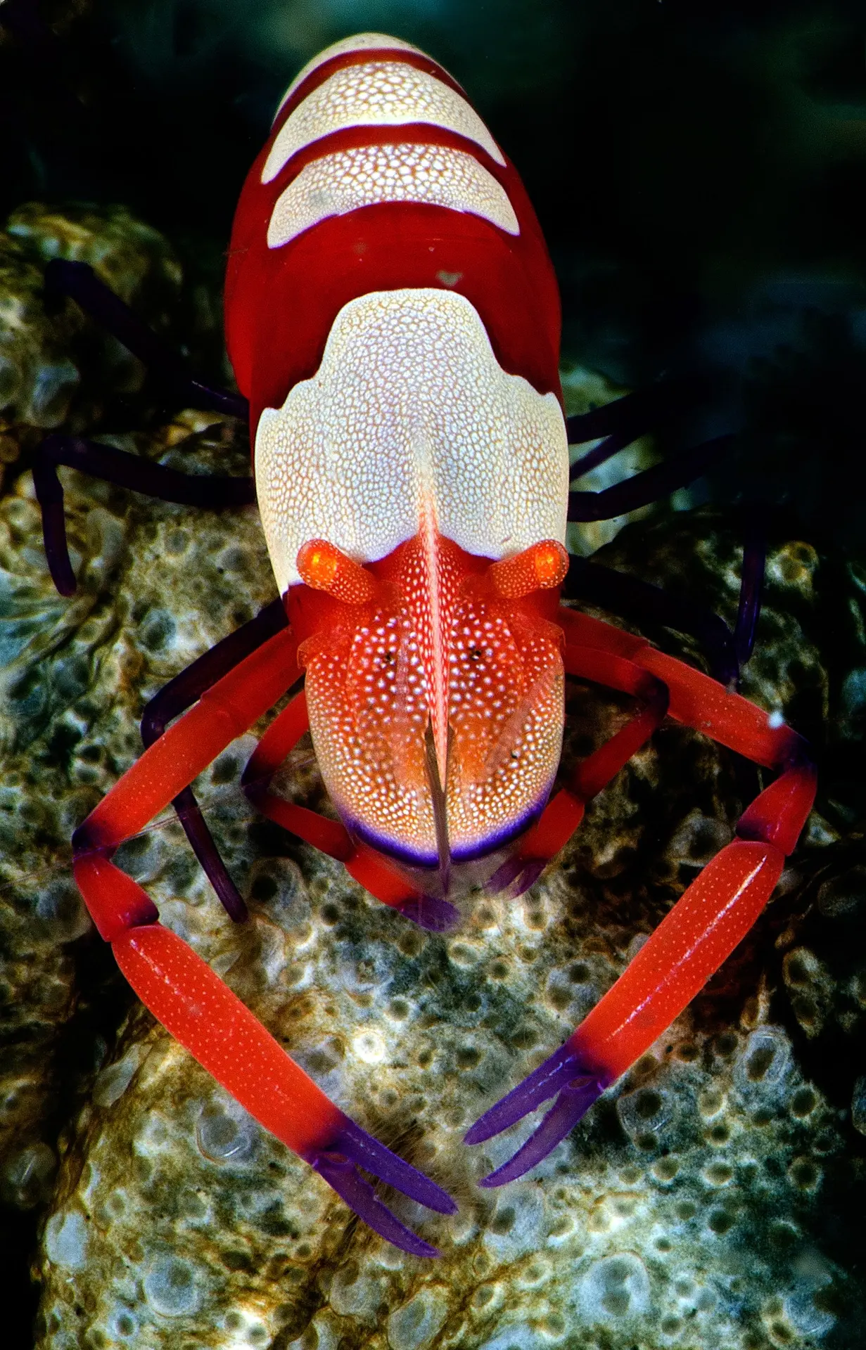 Emperor commencal shrimp in Maratua, Derawan Islands, Indonesia