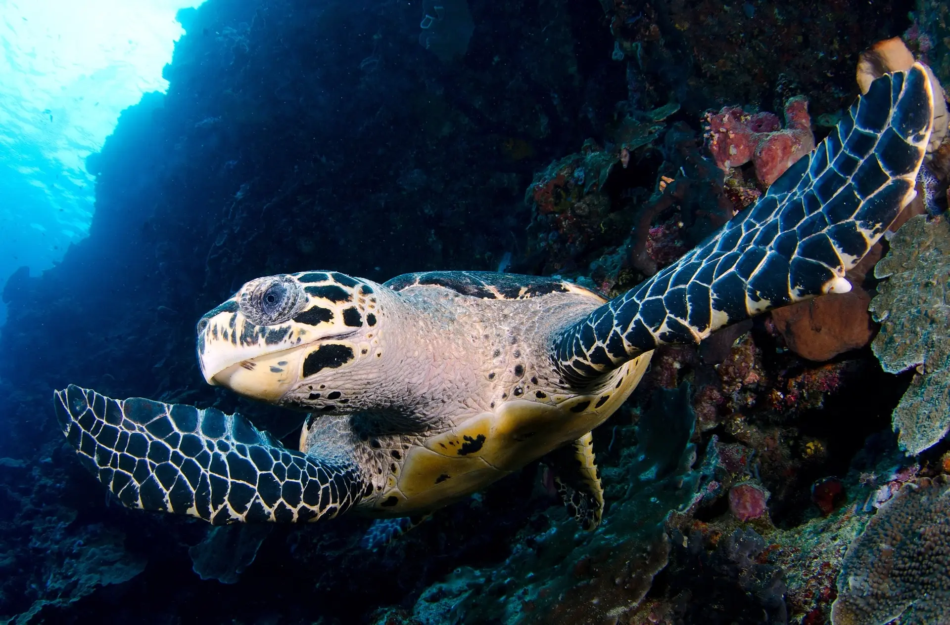Hawksbill turtle in Maratua, Derawan Islands, Indonesia