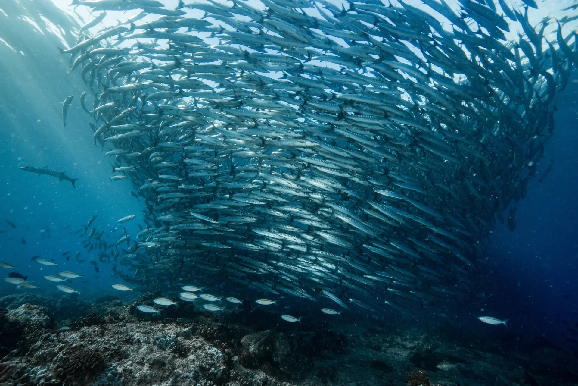 Blackfin barracuda school in Maratua, Derawan Islands, Indonesia