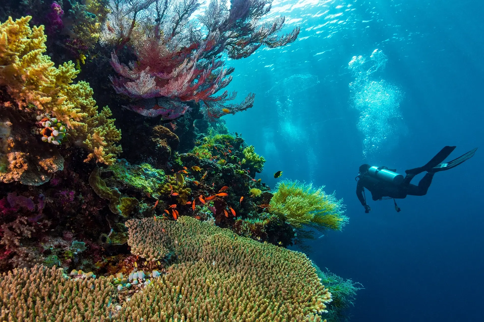 Coral reef & diver in Maratua, Derawan Islands, Indonesia