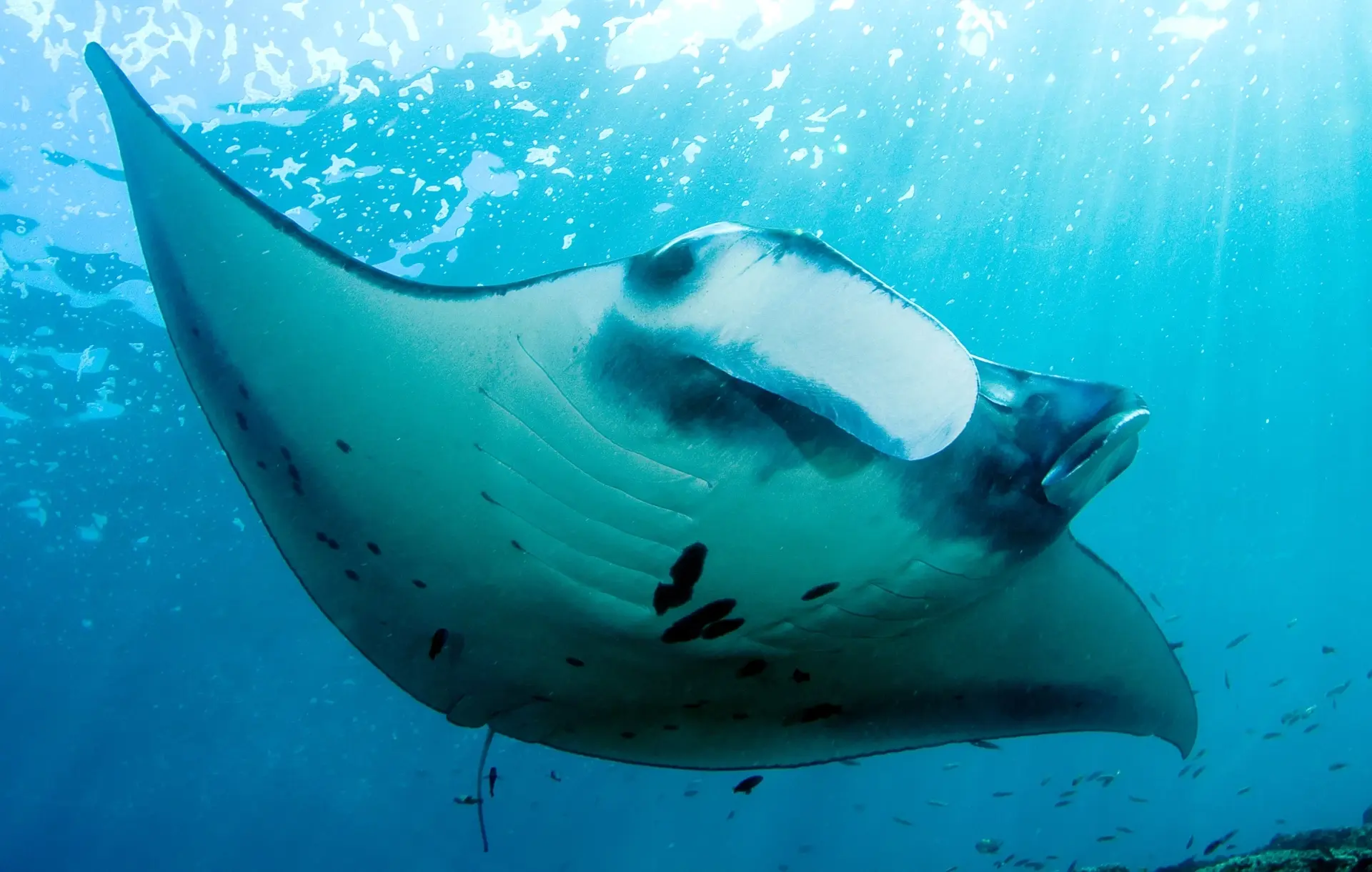 Manta ray in Maratua, Derawan Islands, Indonesia