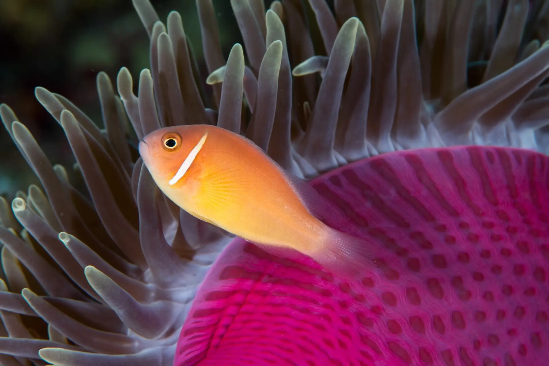 Pink skunk anemonefish in Maratua, Derawan Islands, Indonesia