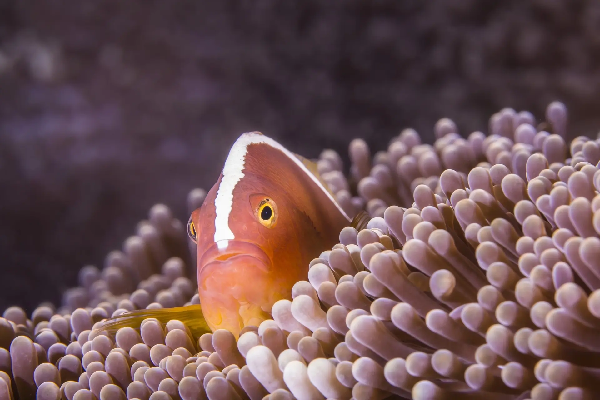 Skunk clown anemonefish in the Derawan Islands, Indonesia