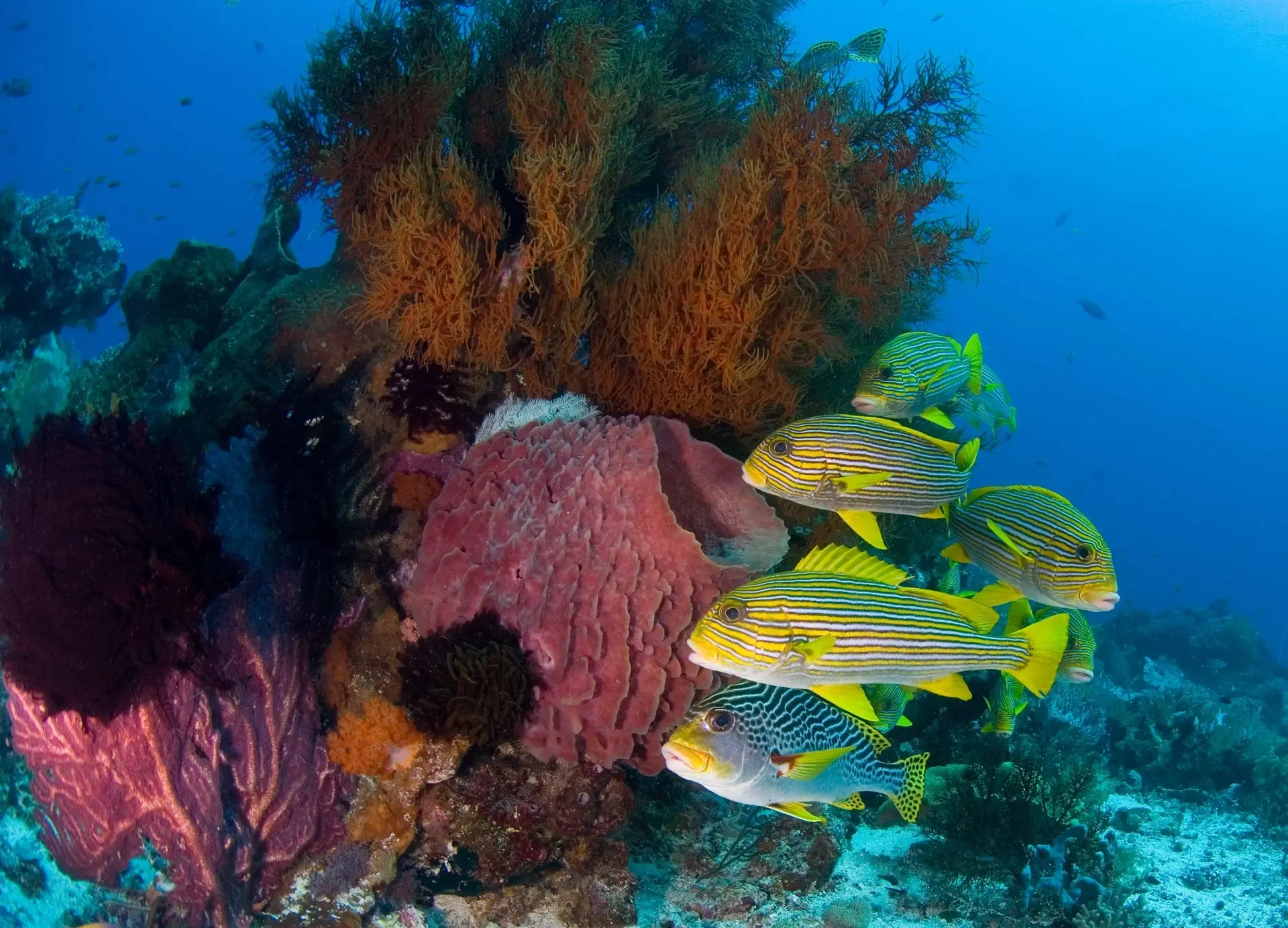 Barrel sponge & sweetlips in Komodo National Park, Indonesia
