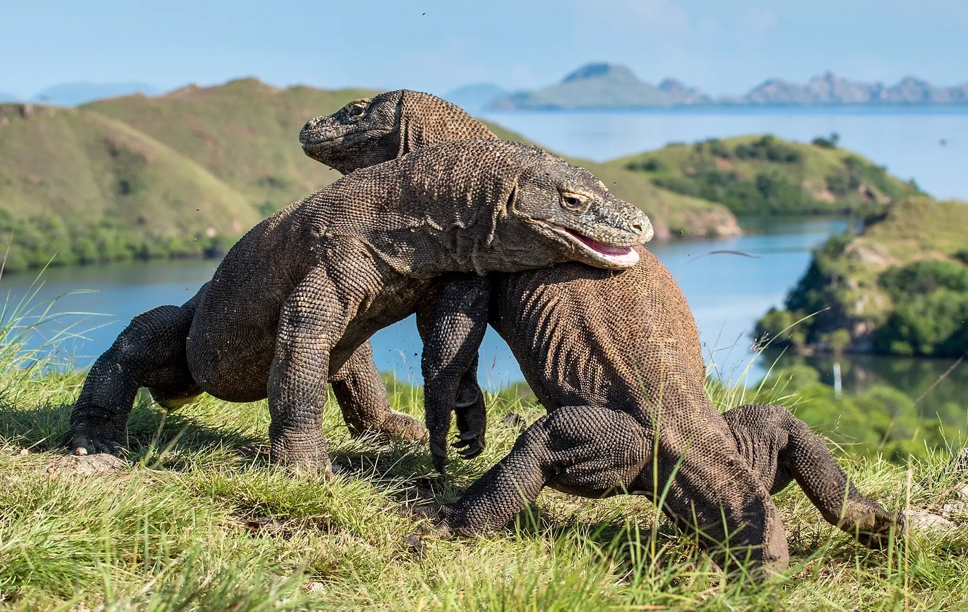 Komodo dragons in Komodo National Park, Indonesia