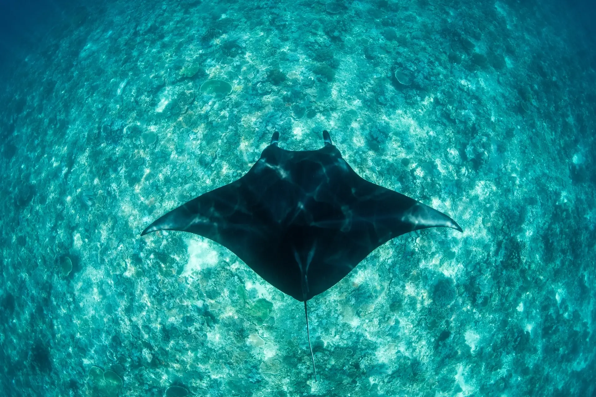 Top-down view of a manta ray in Komodo National Park, Indonesia