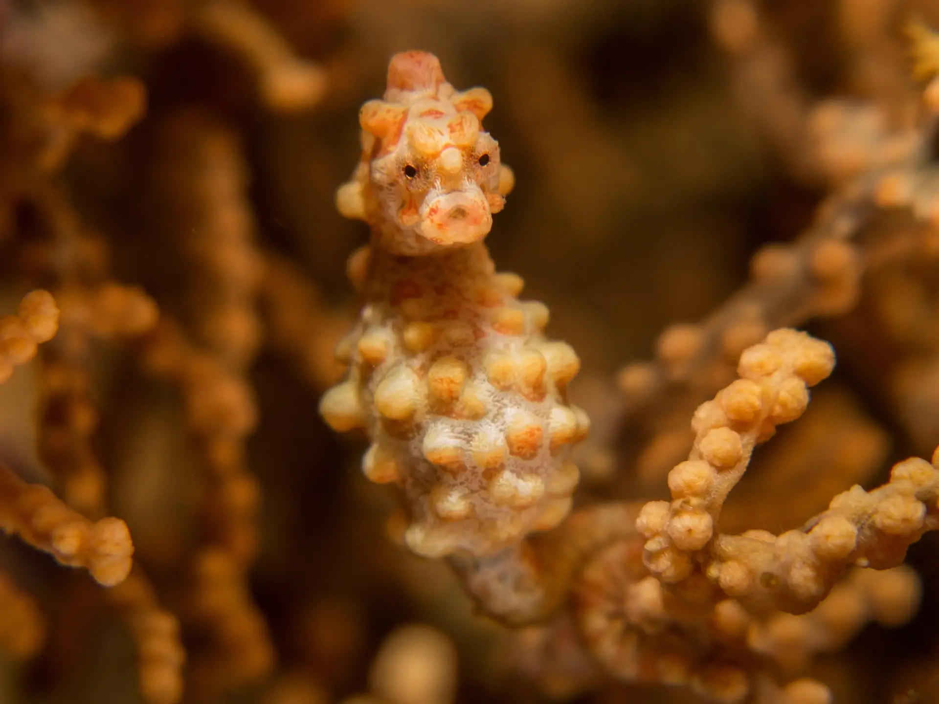 Pygmy seahorse in Komodo National Park, Indonesia