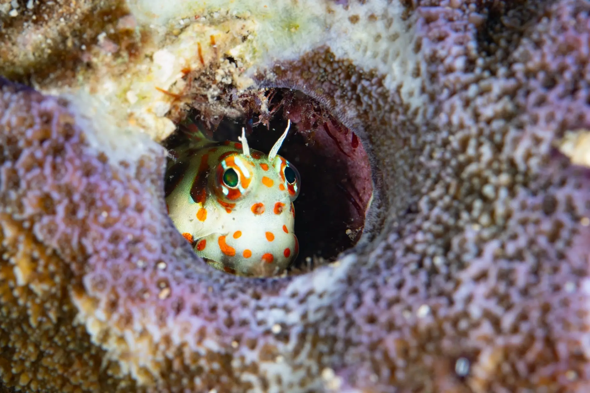 Red-spotted blenny in the Forgotten Islands, Indonesia