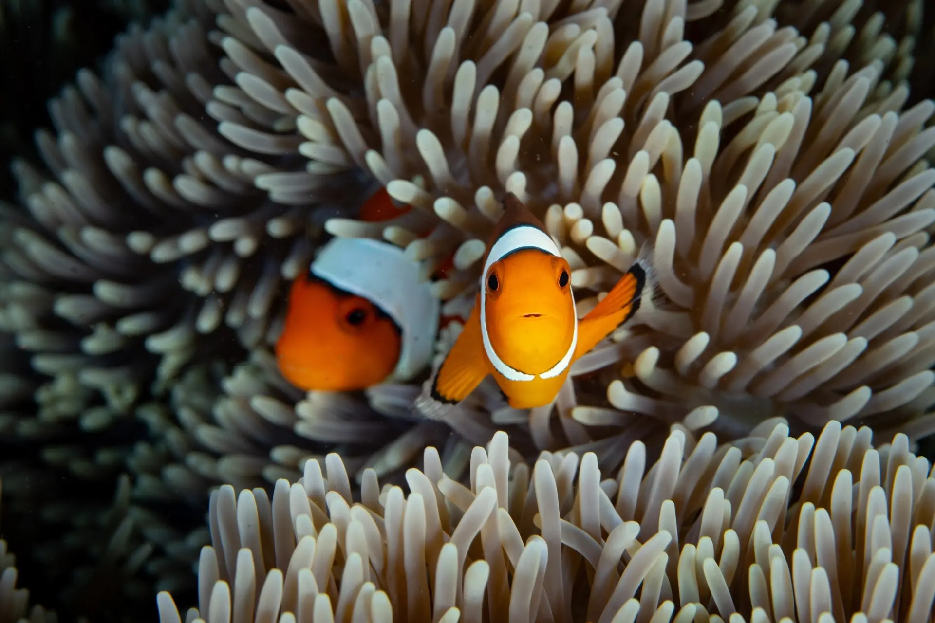 False clownfish in Halmahera, Indonesia