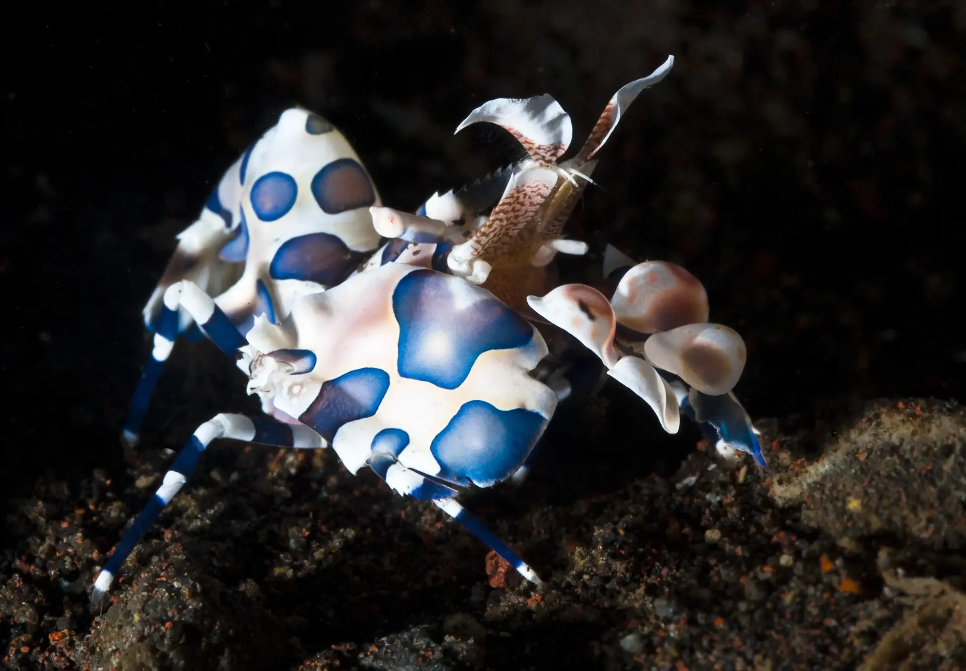 Harlequin shrimp in Indonesia