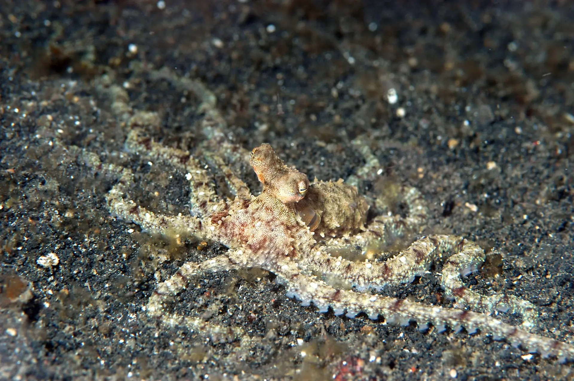Mimic octopus in Lembeh Strait, Indonesia