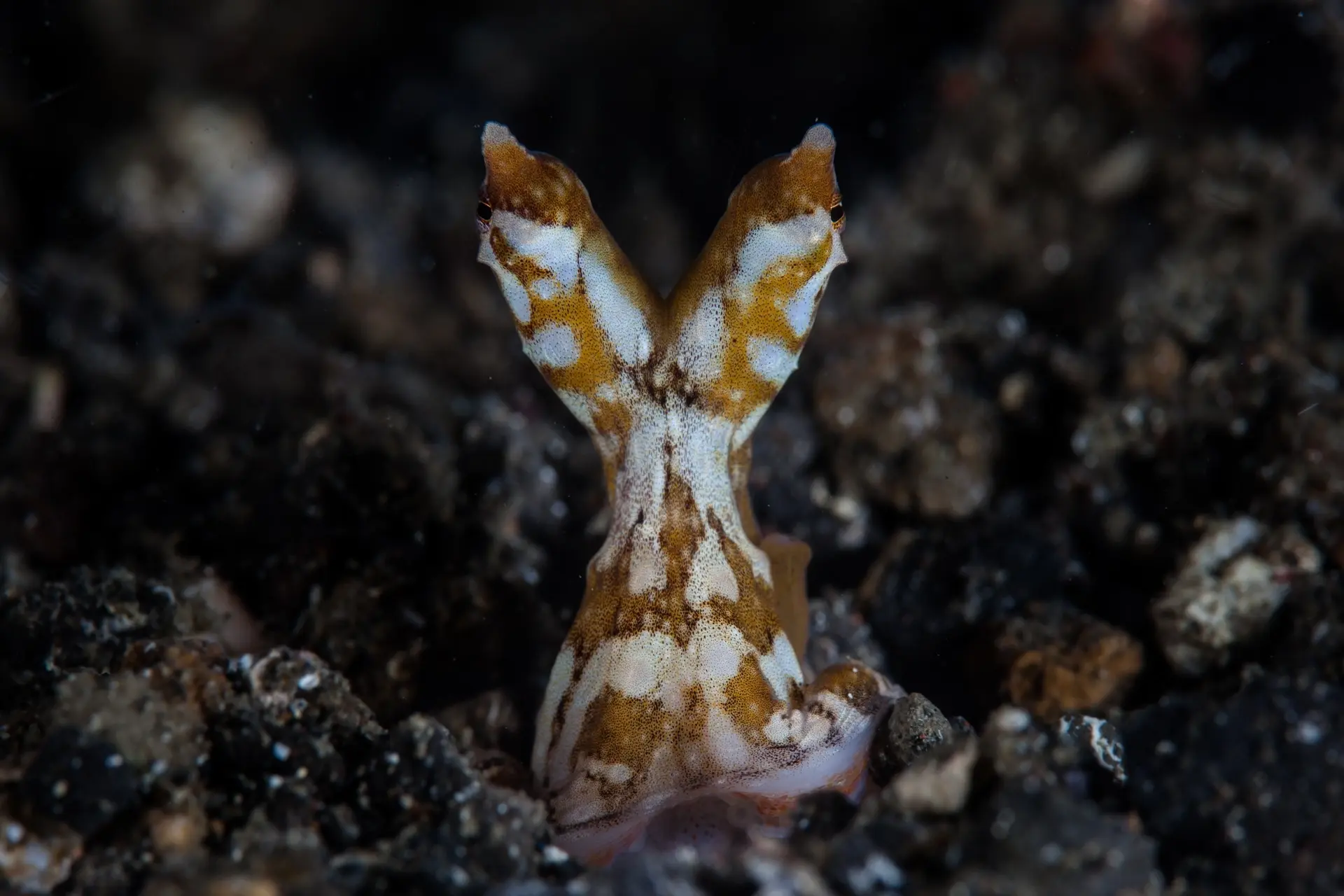Wonderpus in Lembeh Strait, Indonesia