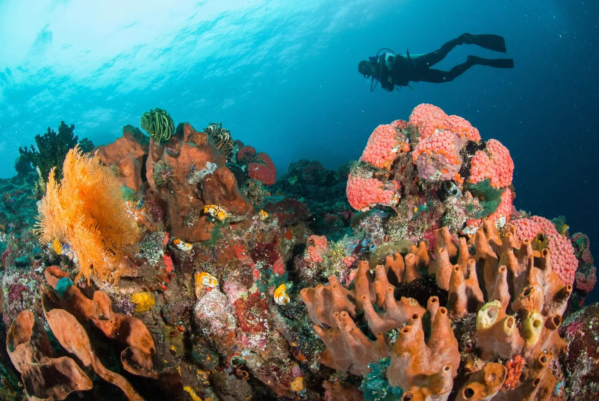 Coral reef & diver in Ambon, Indonesia