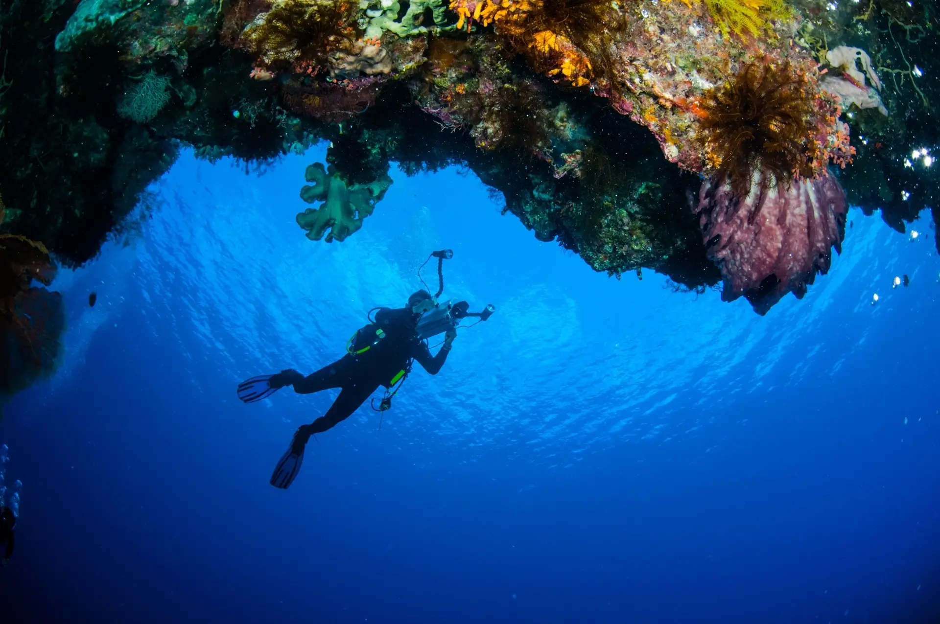 Diver & barrel sponge in the Banda Sea, Maluku, Indonesia