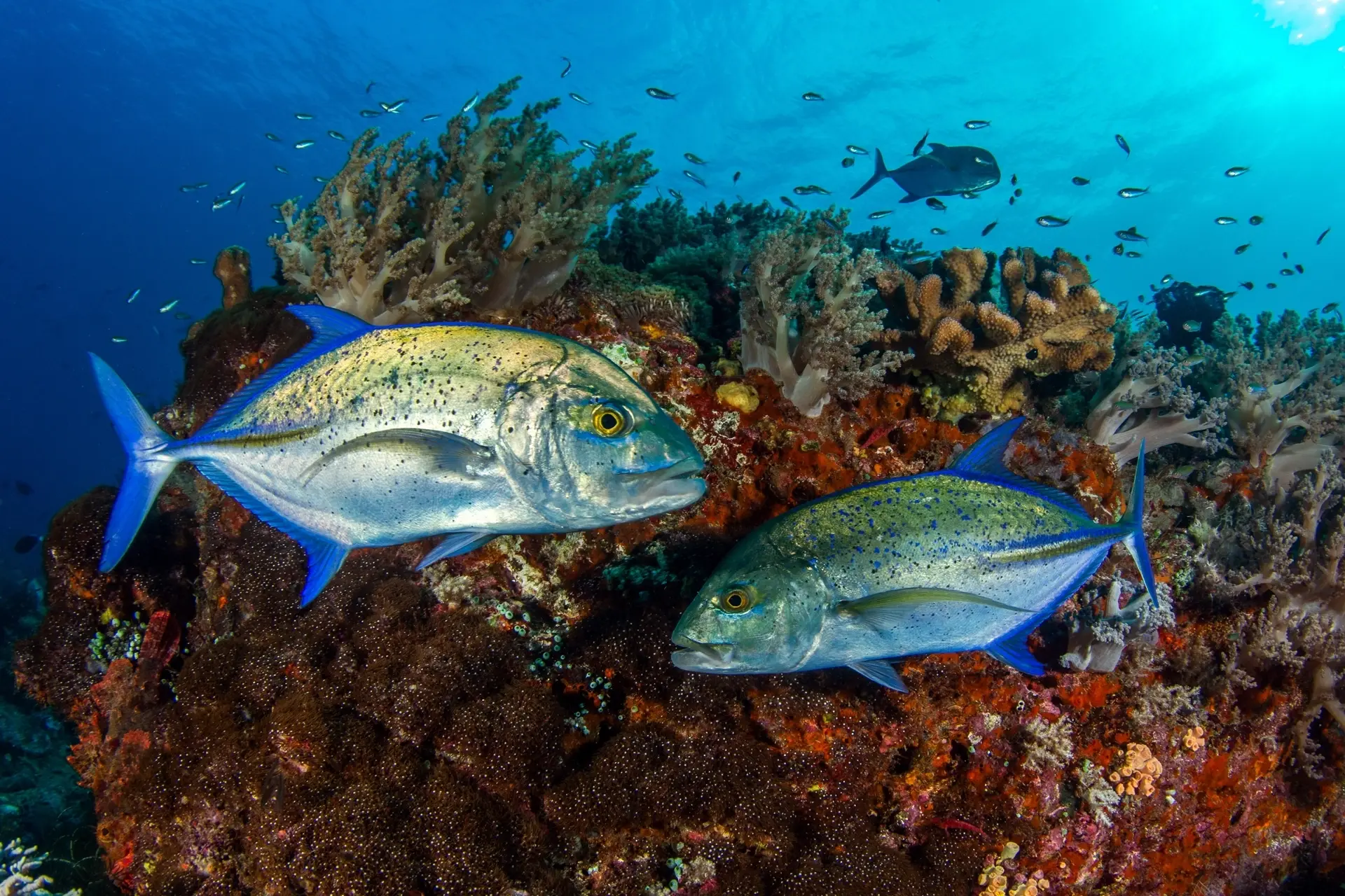 Bluefin trevally in Manuk Island, Indonesia