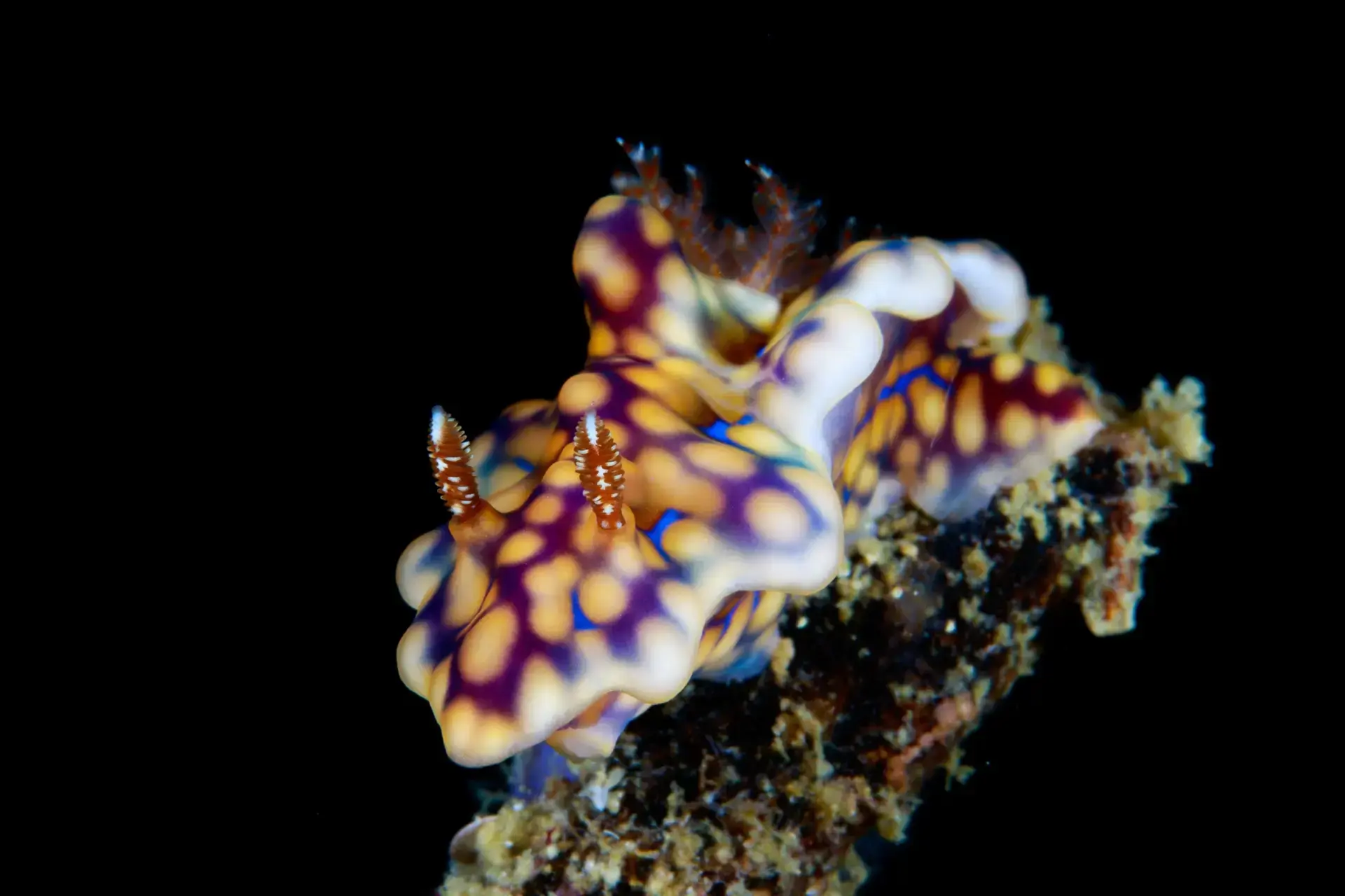 Nudibranch in Indonesia