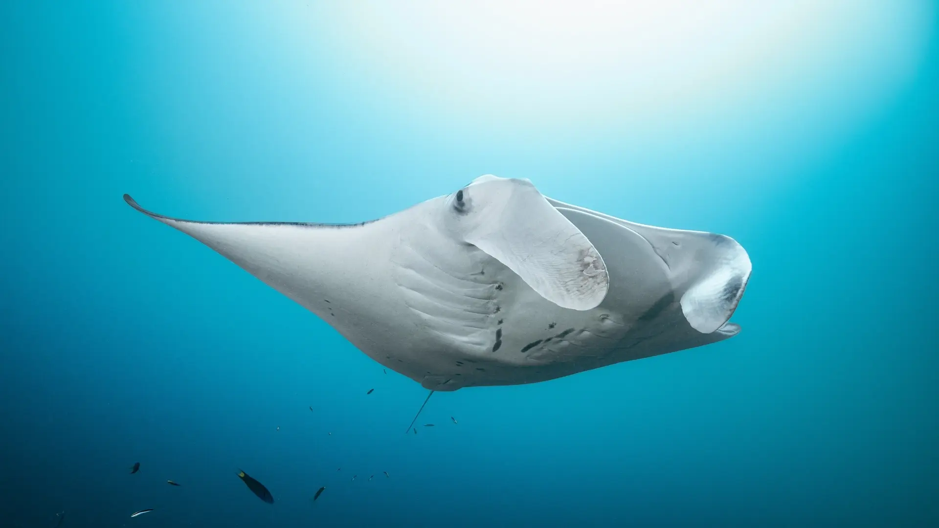 Manta ray in Raja Ampat, Indonesia
