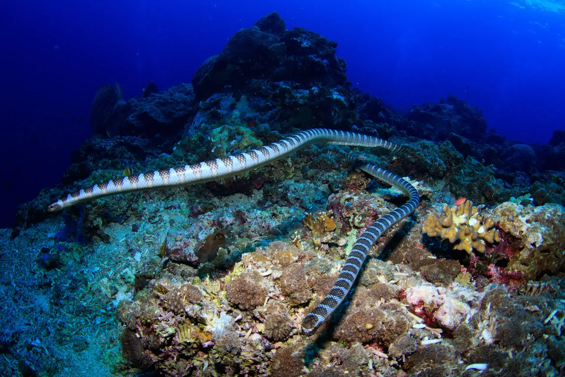 Underwater sea snakes in Indonesia