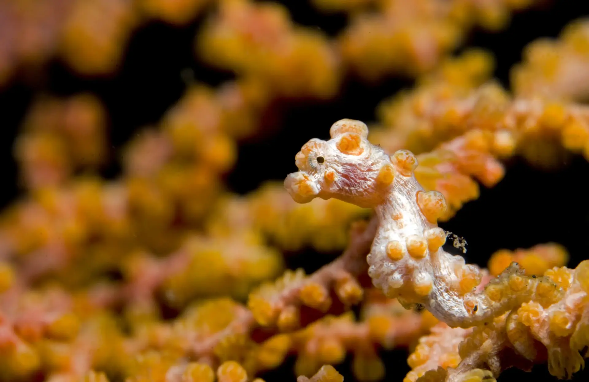 Seahorse in Indonesia
