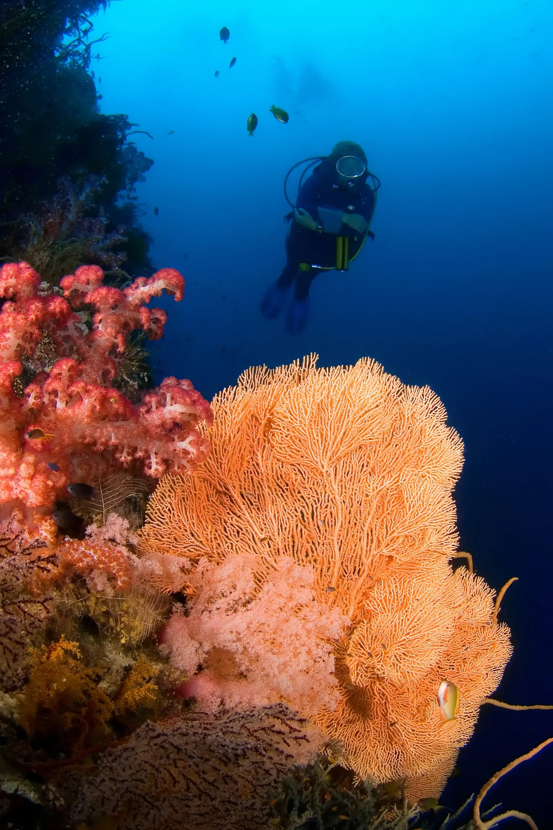 Soft coral and diver