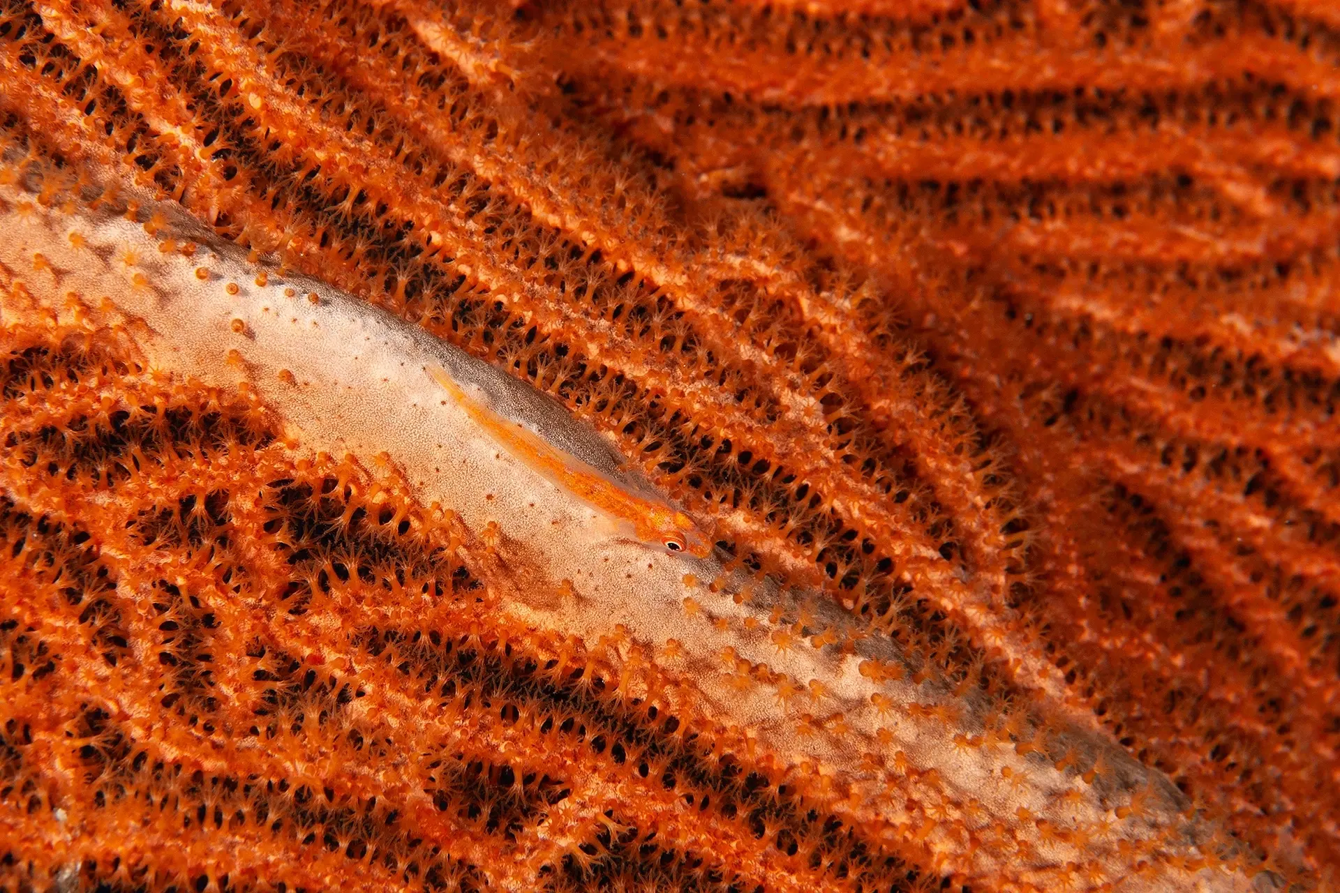 Goby on a sea fan in Layang Layang, Malaysia