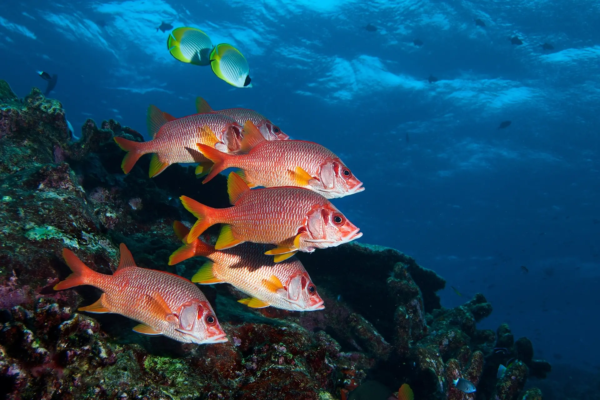 Long-jawed squirrelfish in Layang Layang, Malaysia