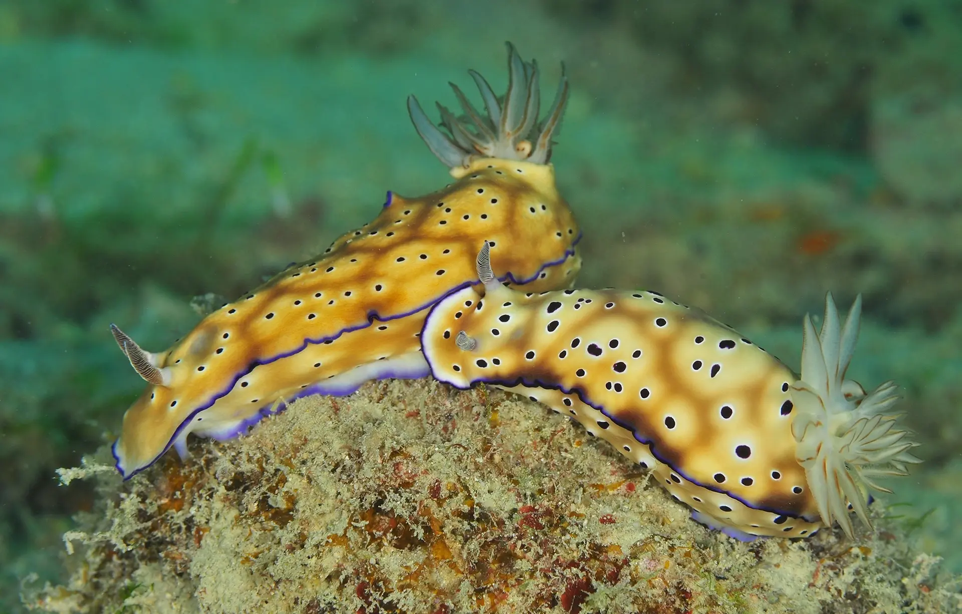 Nudibranch in Layang Layang, Malaysia