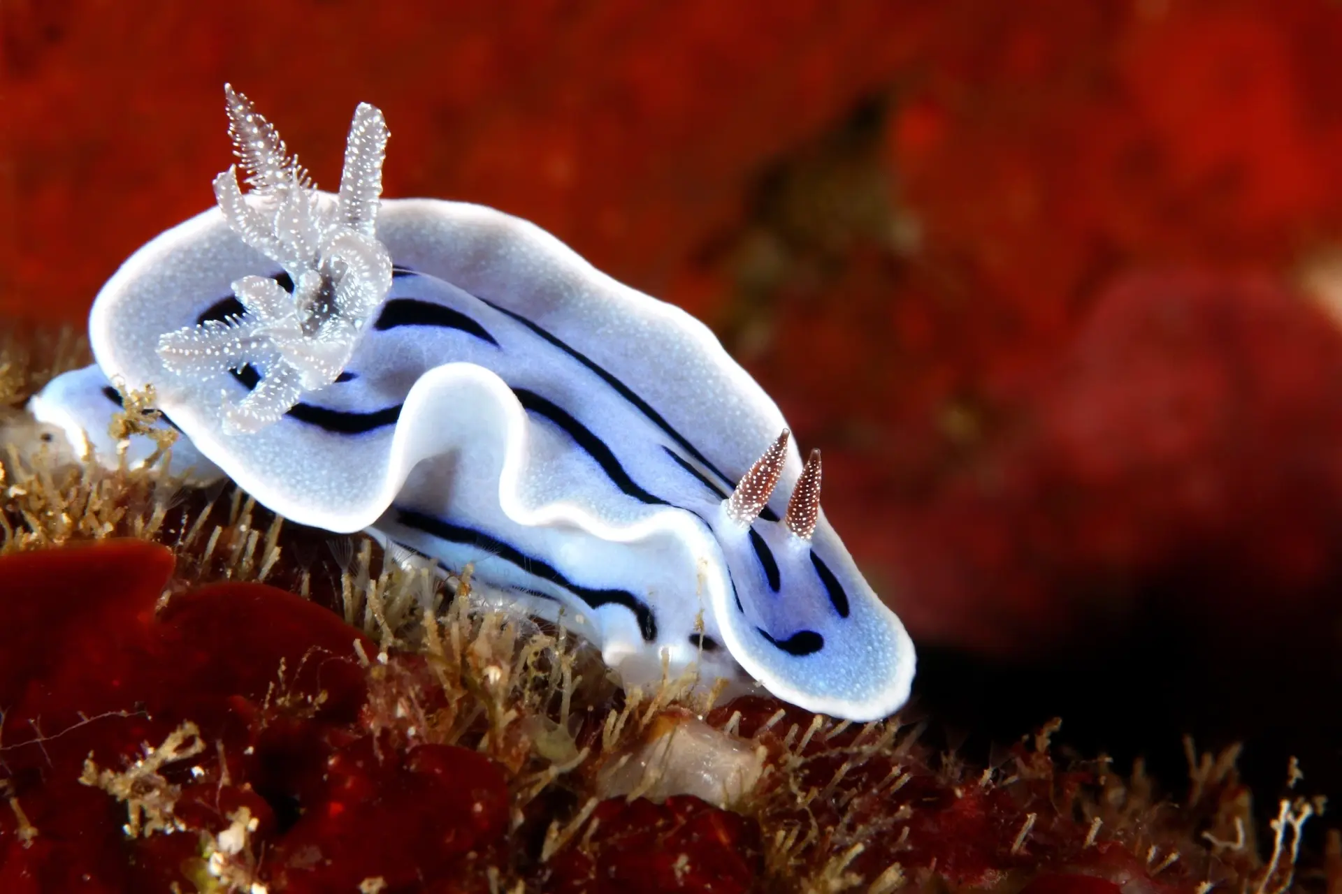 Nudibranch in Anilao, the Philippines