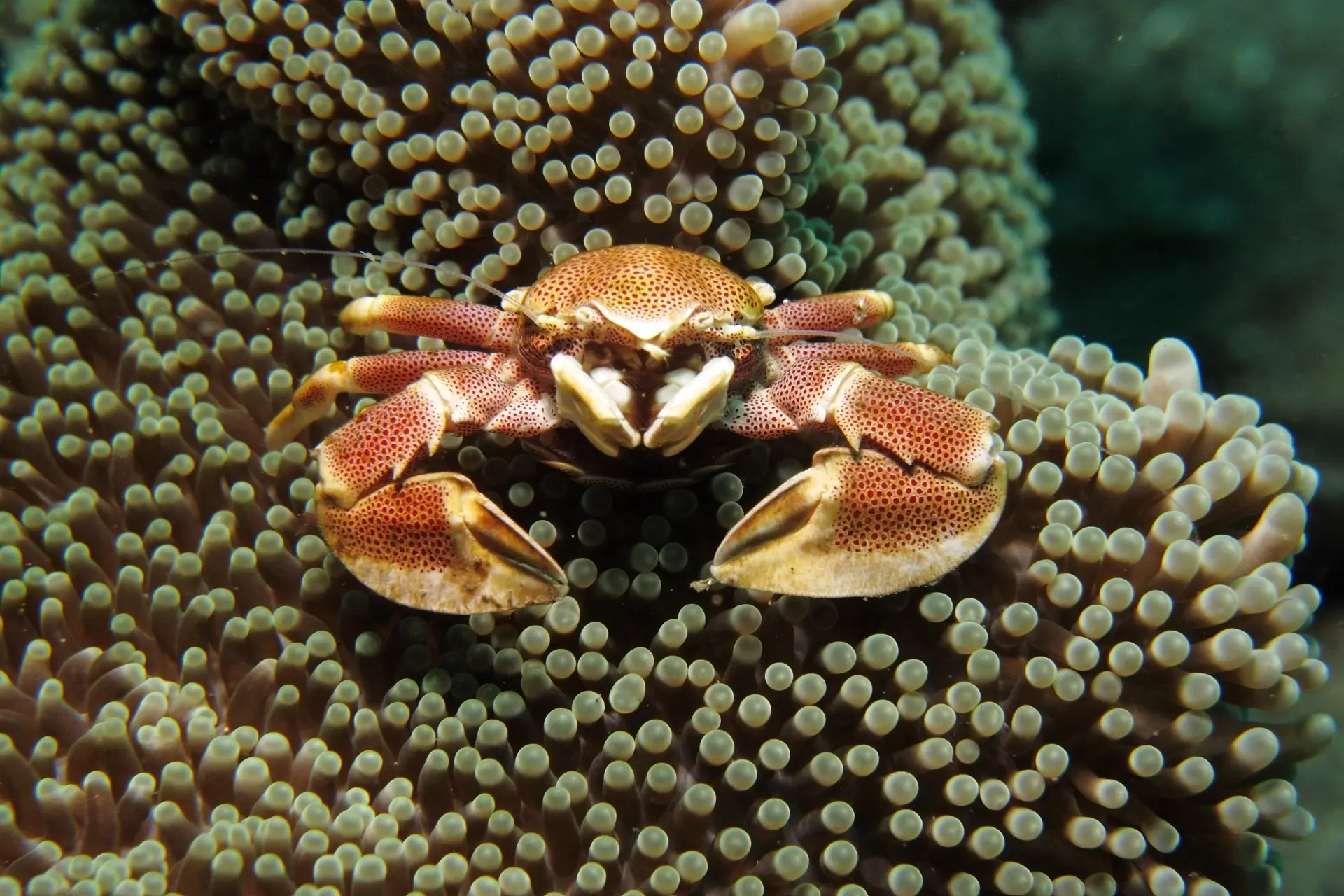 Porcelain crab in Anilao, the Philippines
