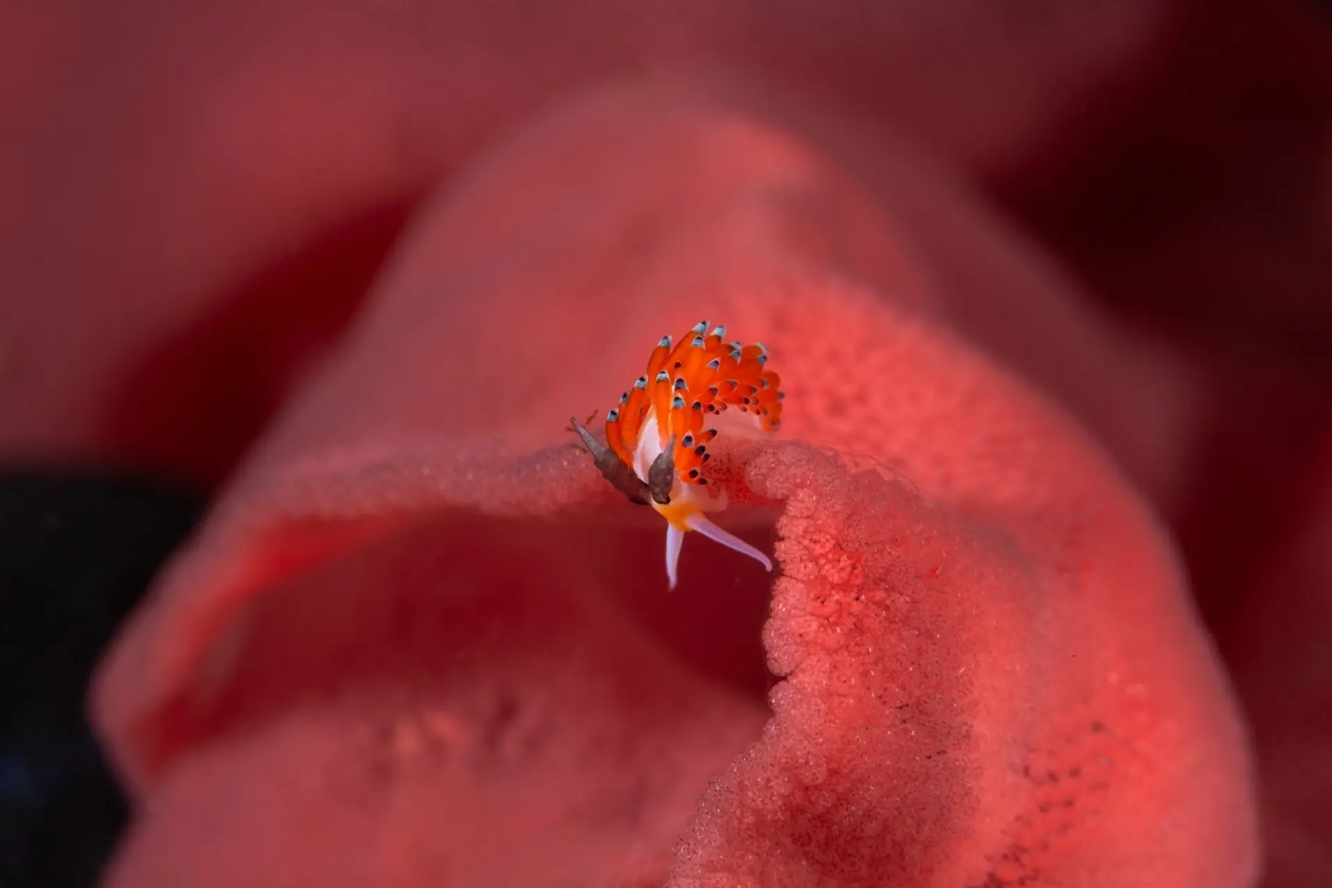 Ringed favorinus in Anilao, the Philippines